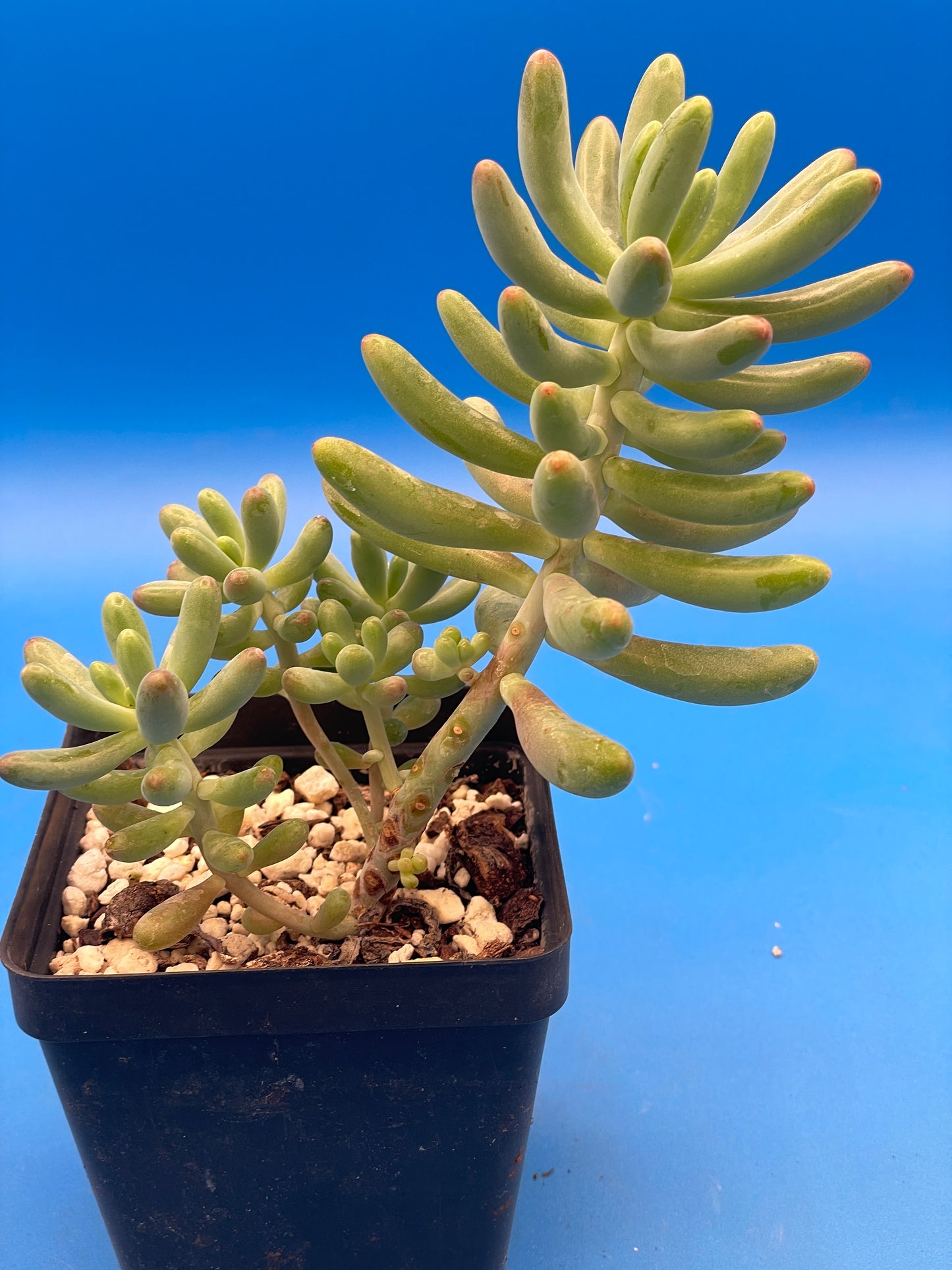 Sedum Pachyphyllum - Jelly Beans Sedum - Ships in 3.5” pot - No Shipping To California Or Arizona!