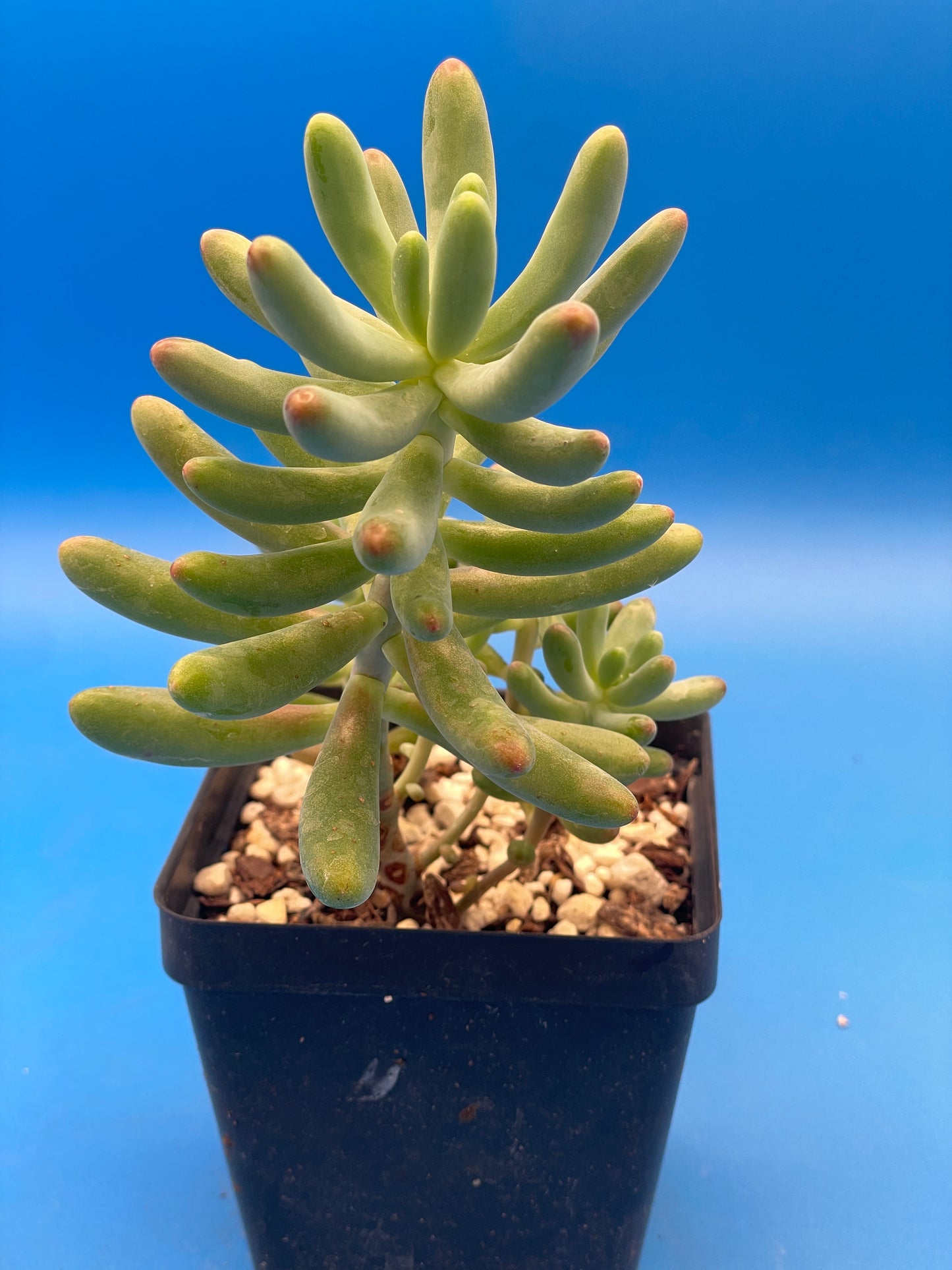 Sedum Pachyphyllum - Jelly Beans Sedum - Ships in 3.5” pot - No Shipping To California Or Arizona!