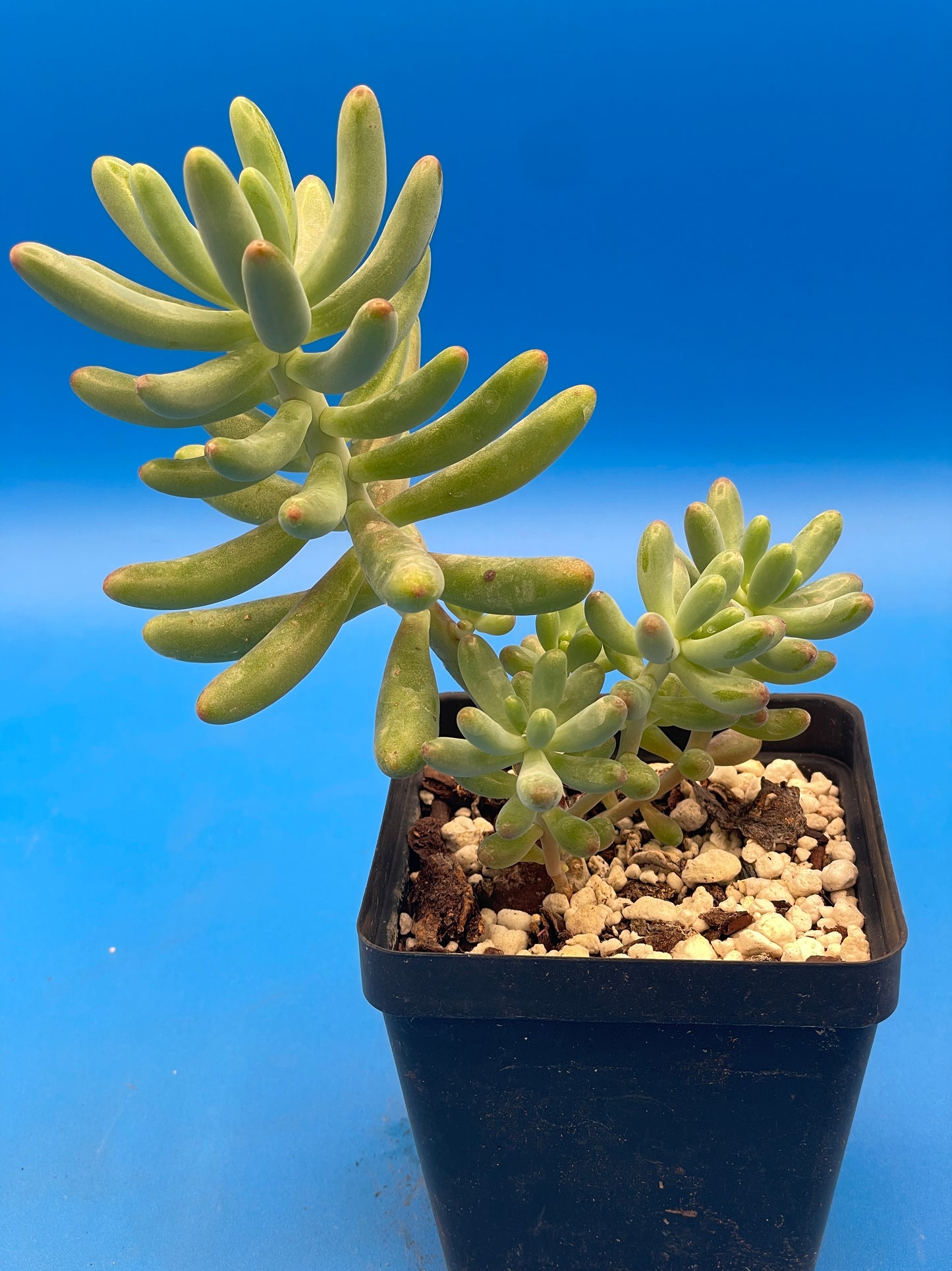 Sedum Pachyphyllum - Jelly Beans Sedum - Ships in 3.5” pot - No Shipping To California Or Arizona!