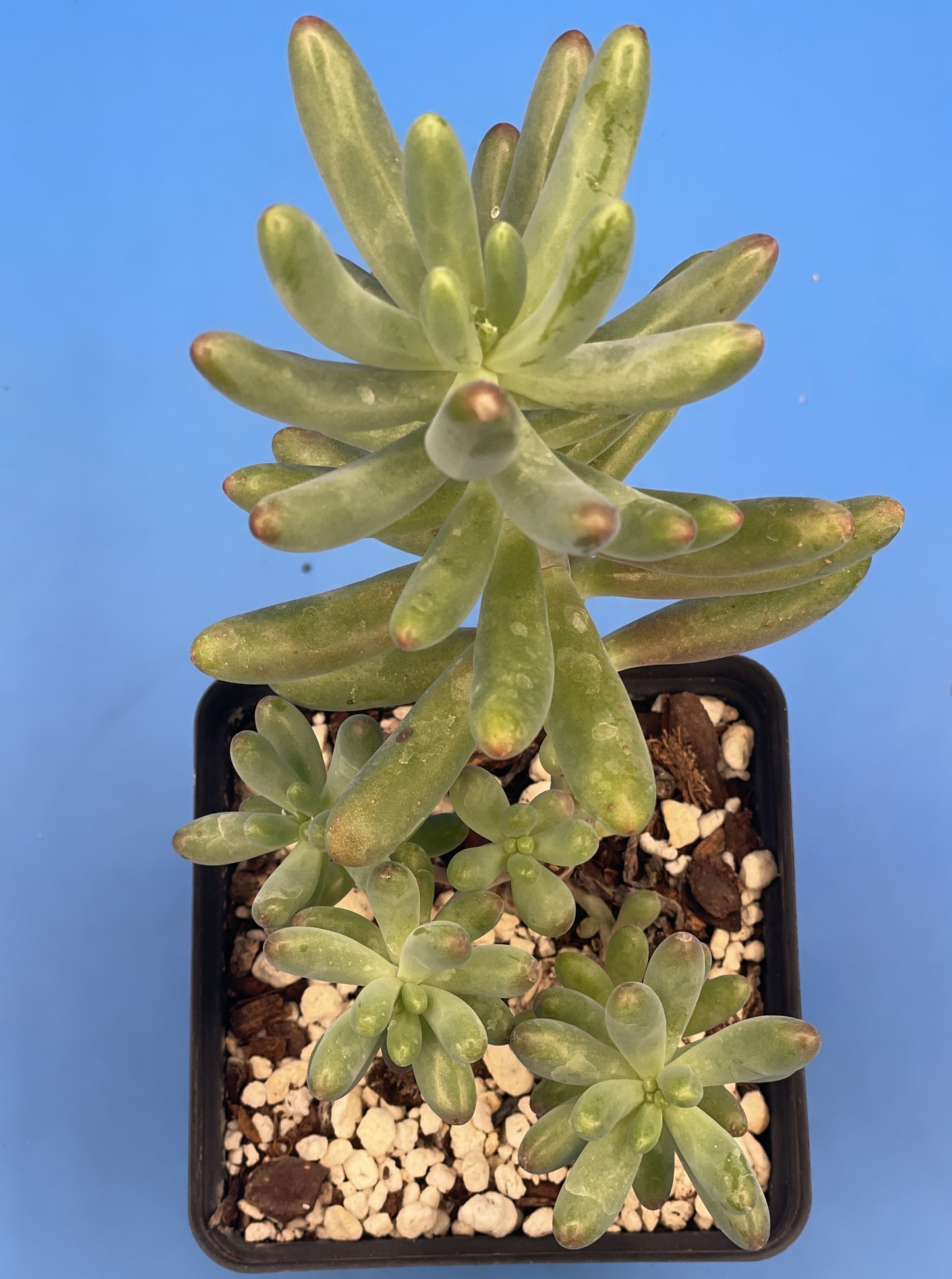 Sedum Pachyphyllum - Jelly Beans Sedum - Ships in 3.5” pot - No Shipping To California Or Arizona!
