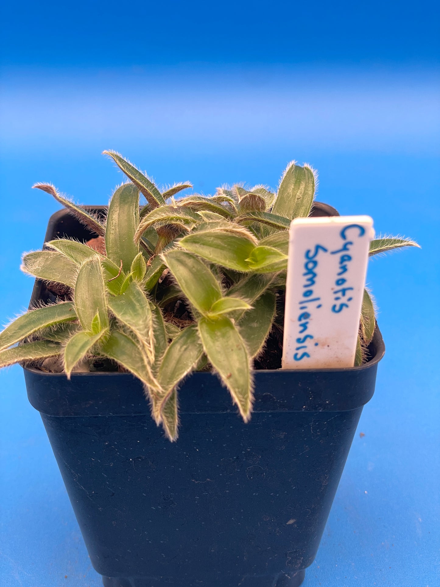 Cyanotis Somaliensis- Kitten Ears - Ships in 3.5 Inch Pot