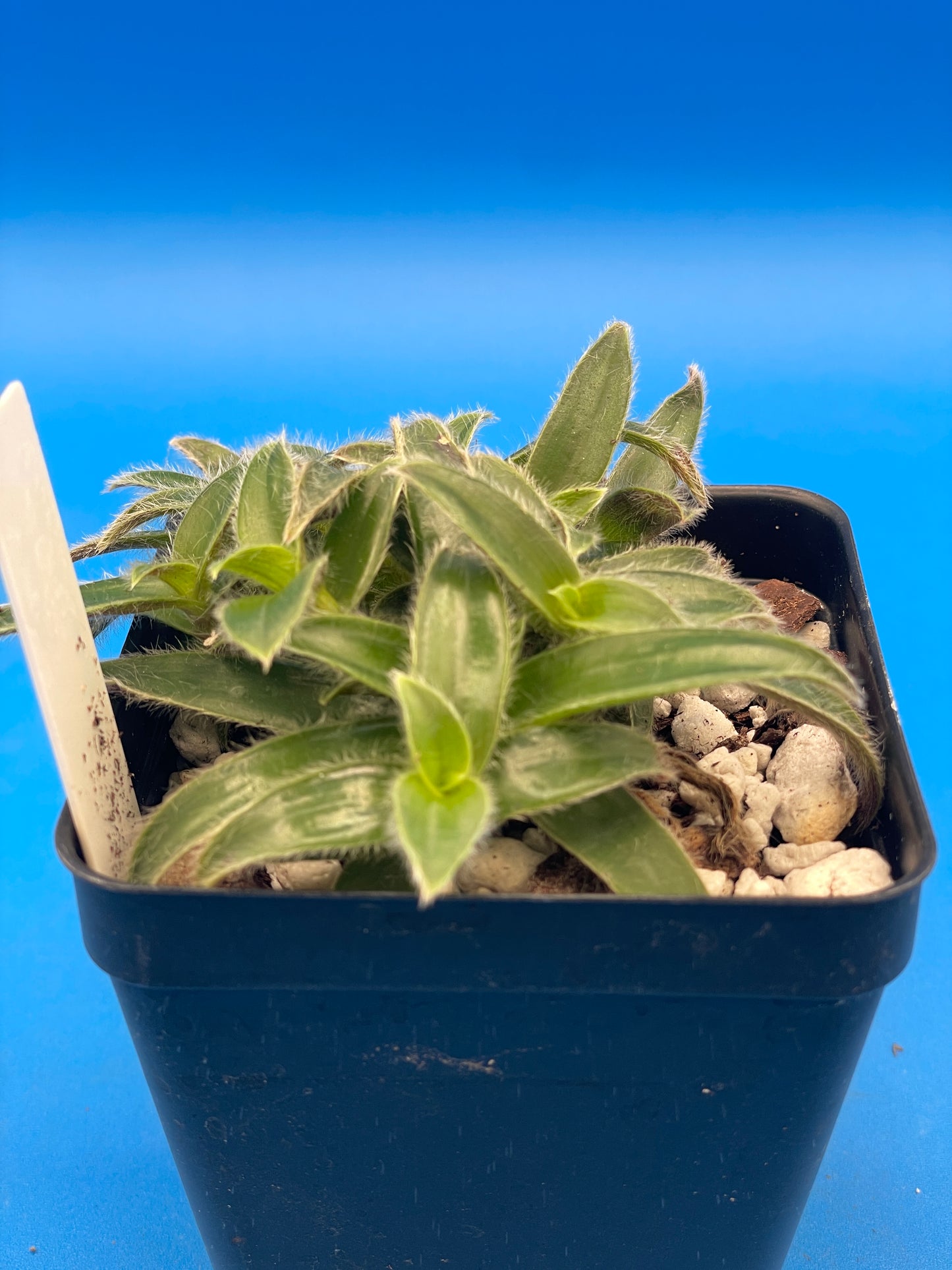 Cyanotis Somaliensis- Kitten Ears - Ships in 3.5 Inch Pot