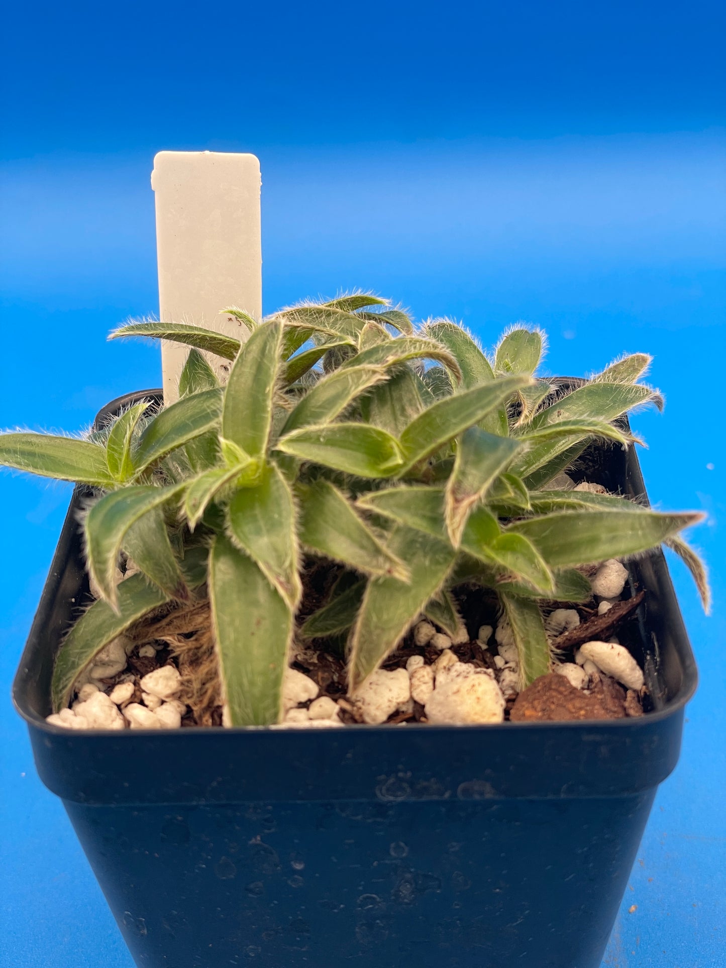 Cyanotis Somaliensis- Kitten Ears - Ships in 3.5 Inch Pot