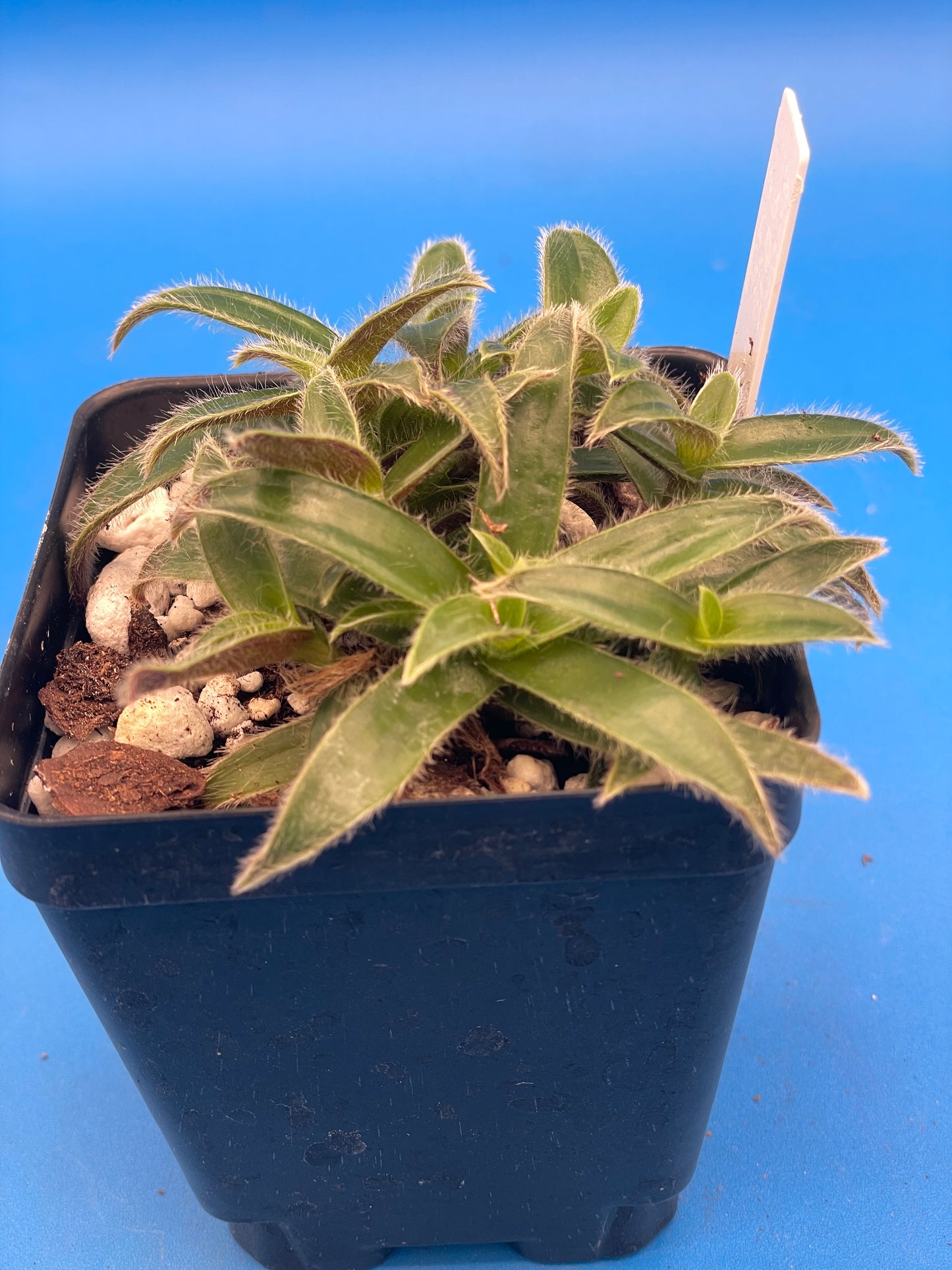 Cyanotis Somaliensis- Kitten Ears - Ships in 3.5 Inch Pot