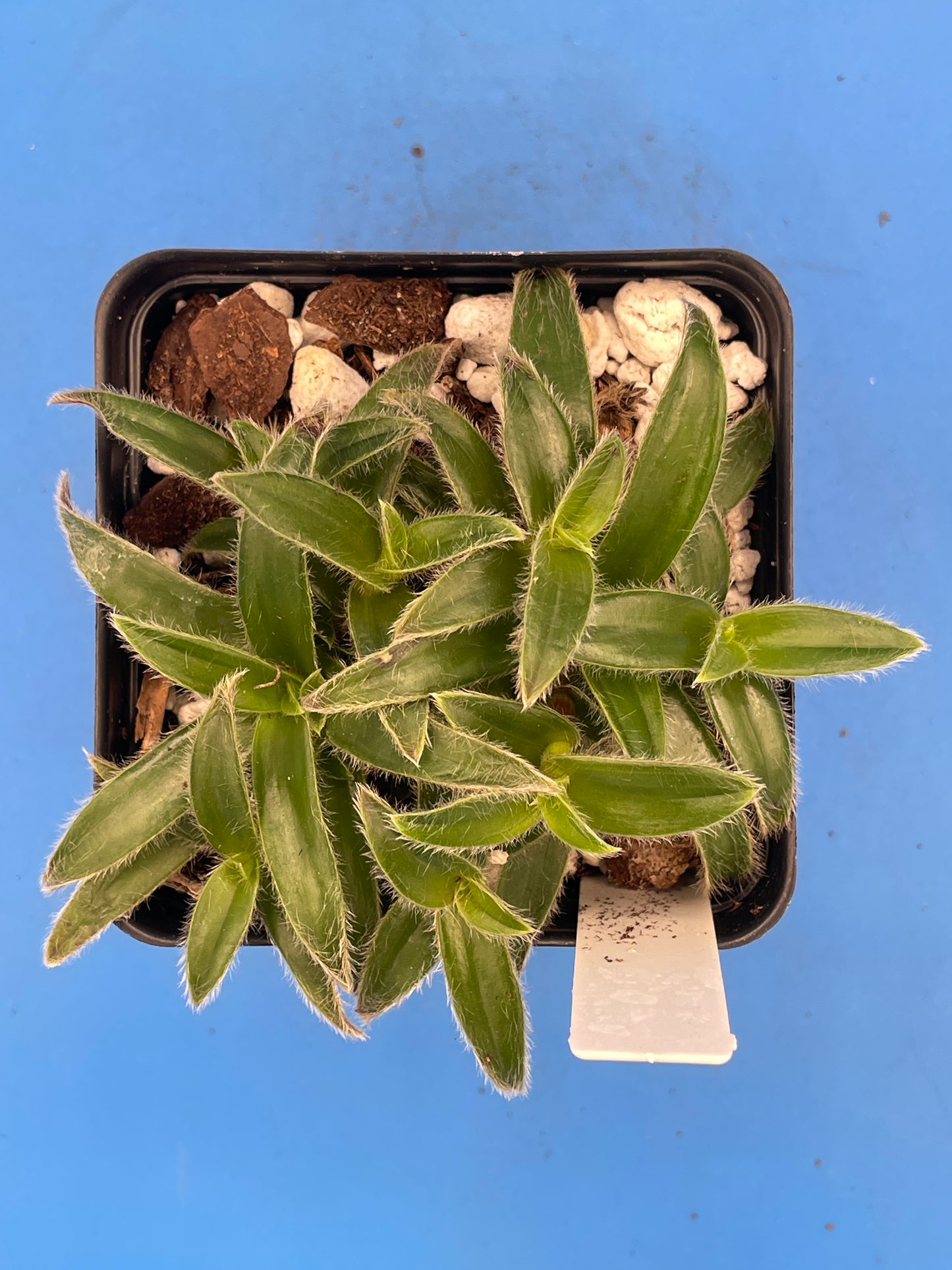 Cyanotis Somaliensis- Kitten Ears - Ships in 3.5 Inch Pot