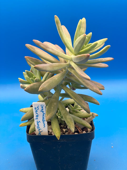Graptosedum Darley Sunshine / Francesco Baldi - Ships in 3.5” pot - No Shipping To California Or Arizona!
