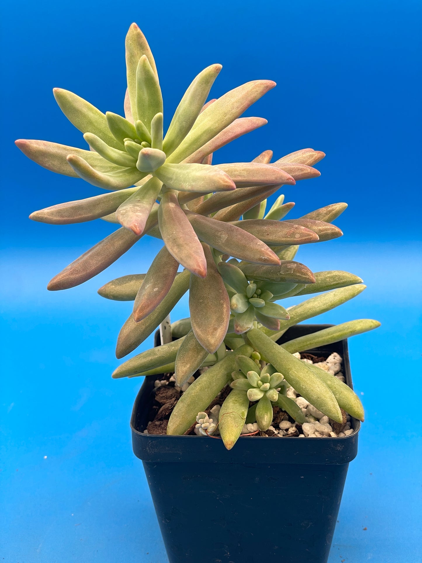 Graptosedum Darley Sunshine / Francesco Baldi - Ships in 3.5” pot - No Shipping To California Or Arizona!
