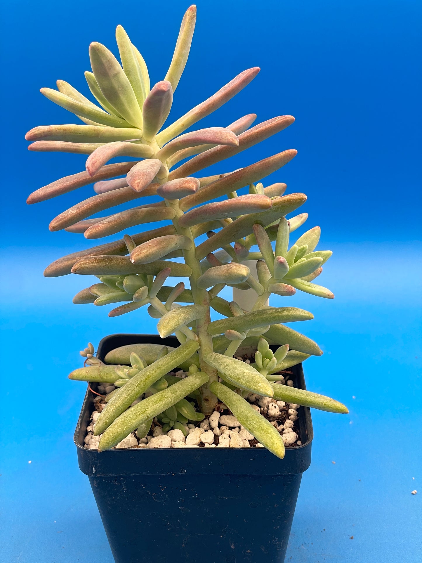 Graptosedum Darley Sunshine / Francesco Baldi - Ships in 3.5” pot - No Shipping To California Or Arizona!