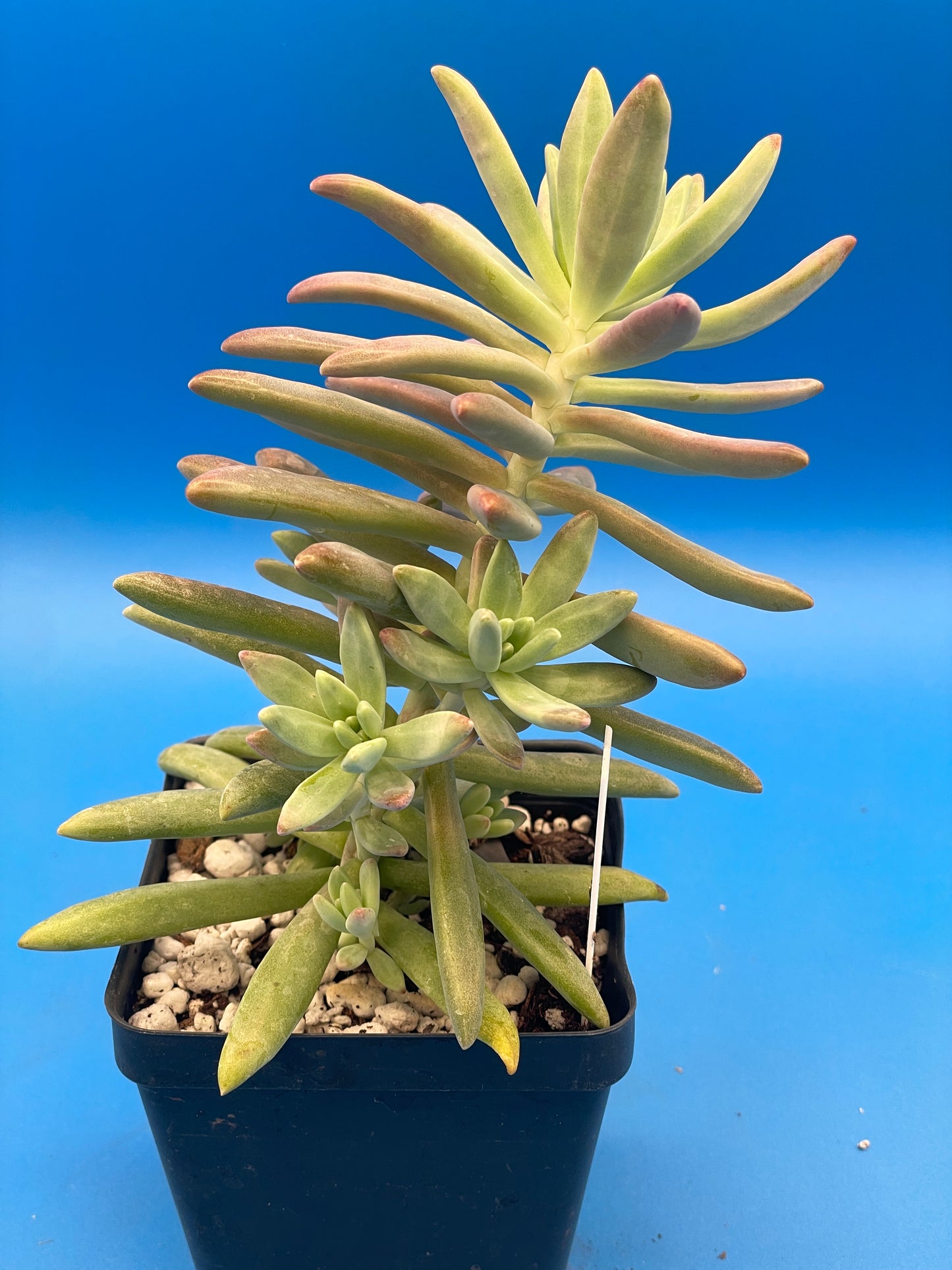 Graptosedum Darley Sunshine / Francesco Baldi - Ships in 3.5” pot - No Shipping To California Or Arizona!