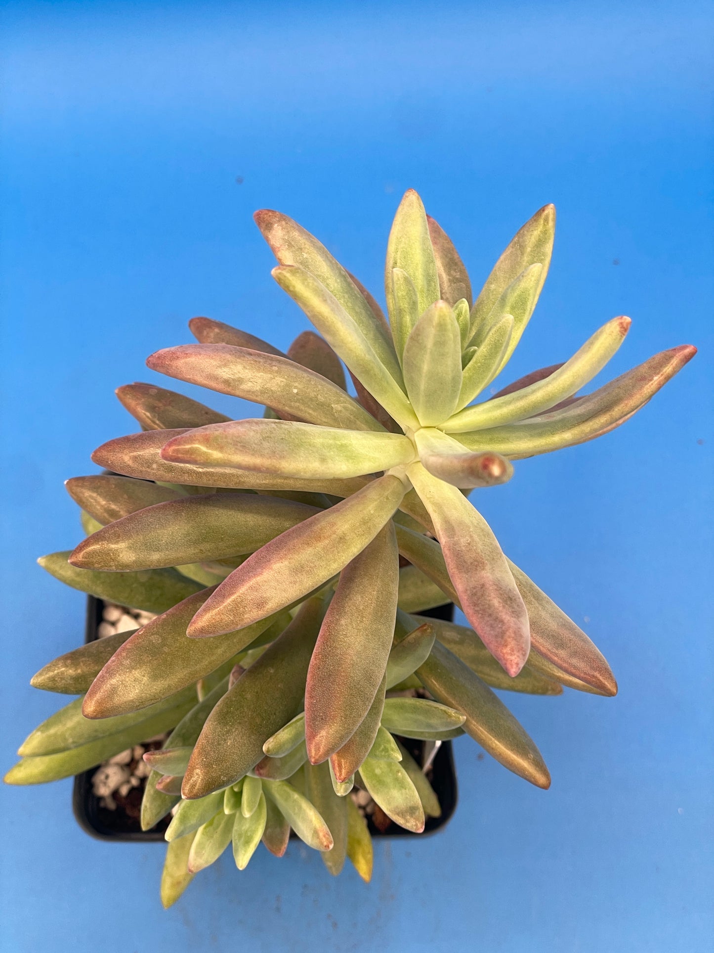Graptosedum Darley Sunshine / Francesco Baldi - Ships in 3.5” pot - No Shipping To California Or Arizona!