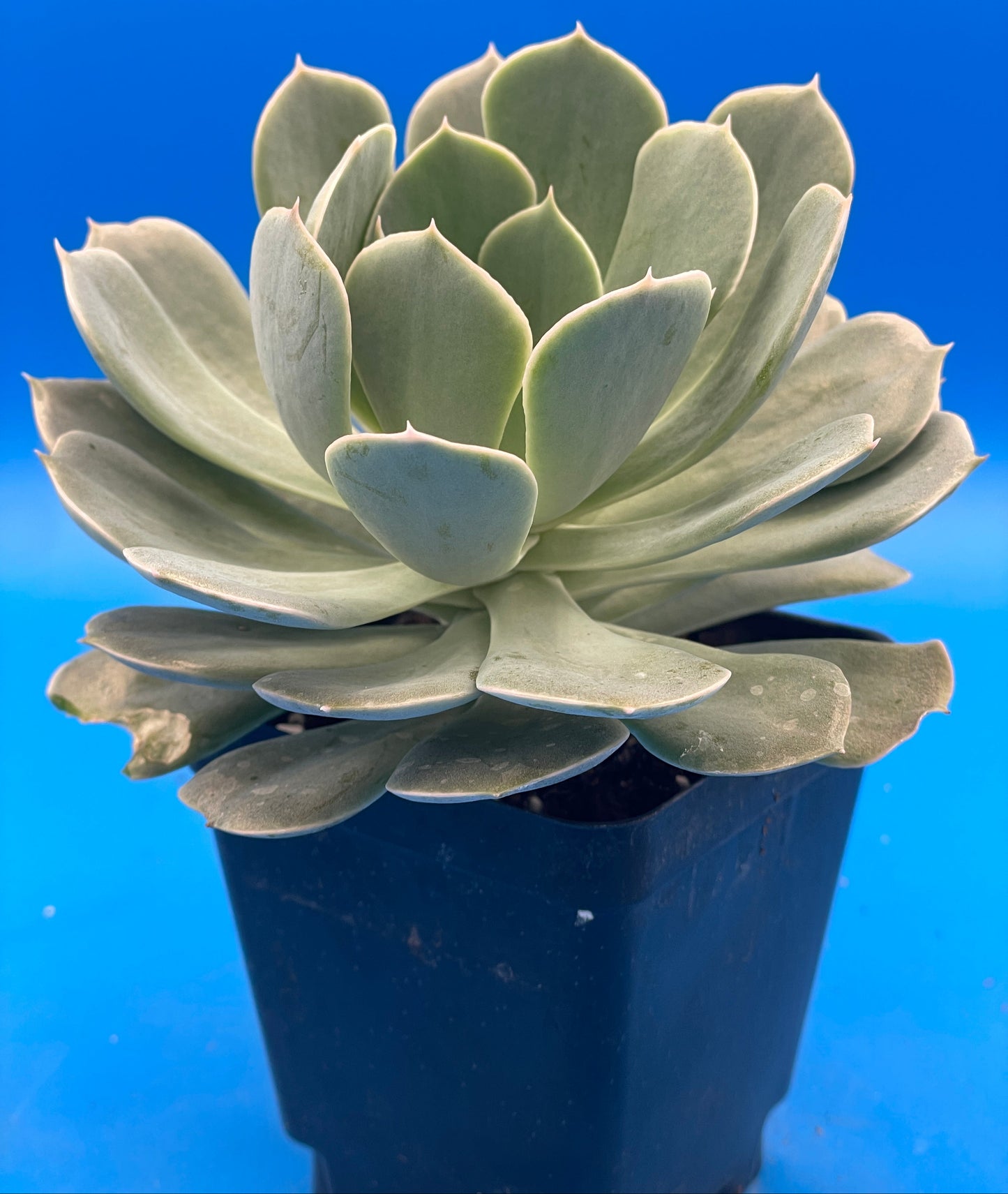 Echeveria Elegans Hens And Chicks Mexican Snowball Makes Lots Of Pups! 3.5" Pot
