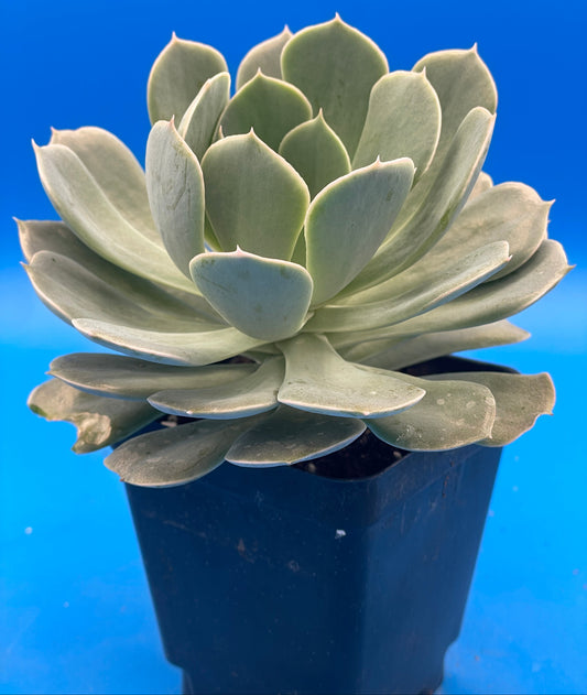 Echeveria Elegans Hens And Chicks Mexican Snowball Makes Lots Of Pups! 3.5" Pot