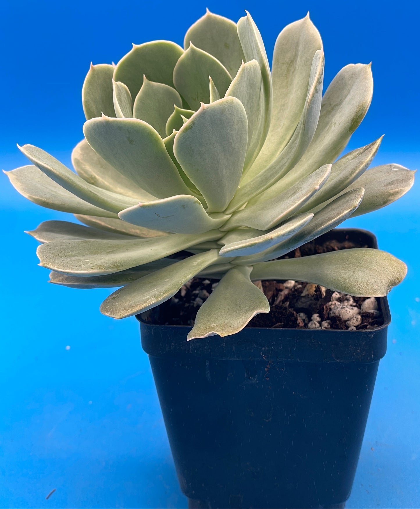 Echeveria Elegans Hens And Chicks Mexican Snowball Makes Lots Of Pups! 3.5" Pot