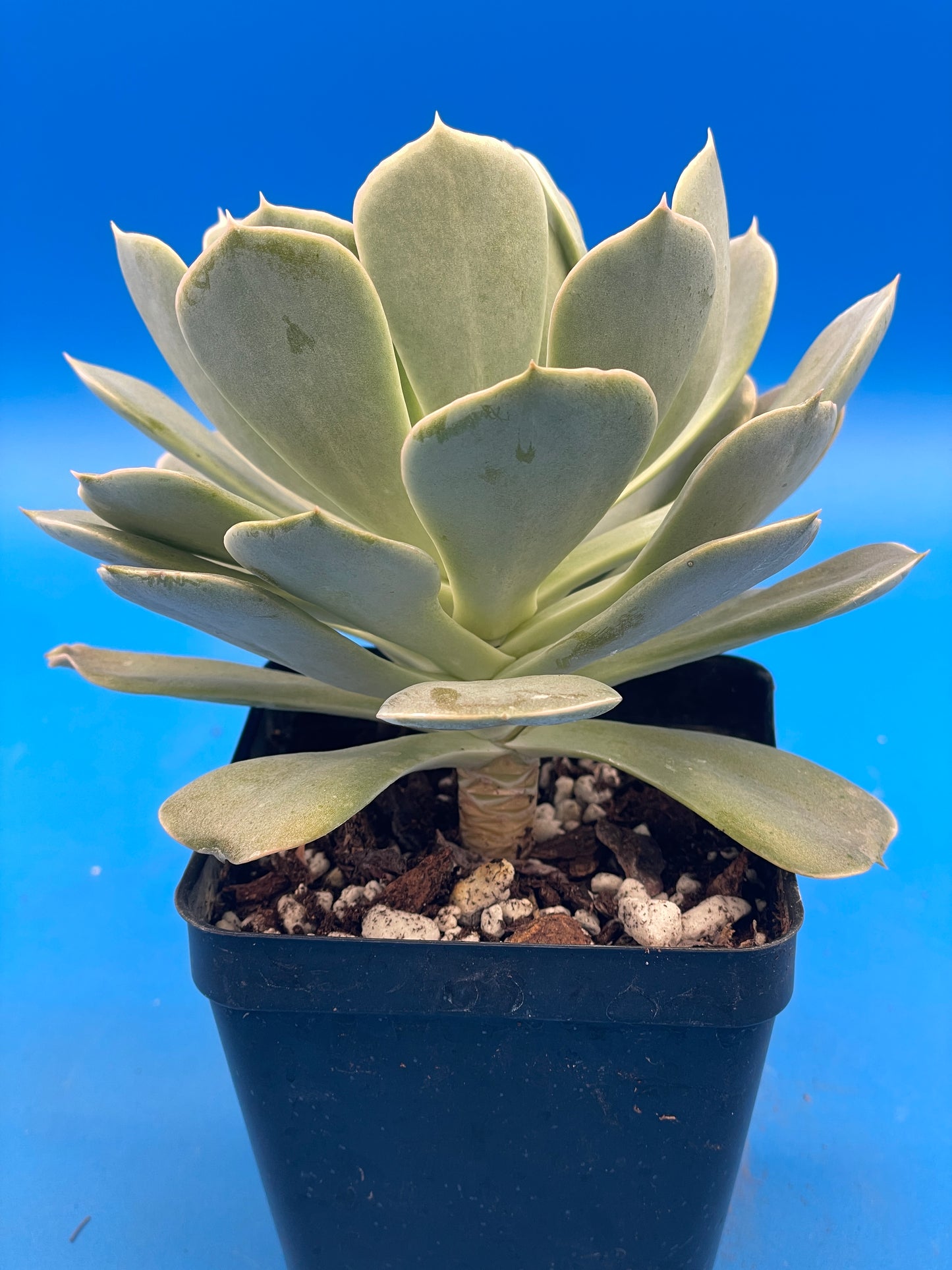 Echeveria Elegans Hens And Chicks Mexican Snowball Makes Lots Of Pups! 3.5" Pot