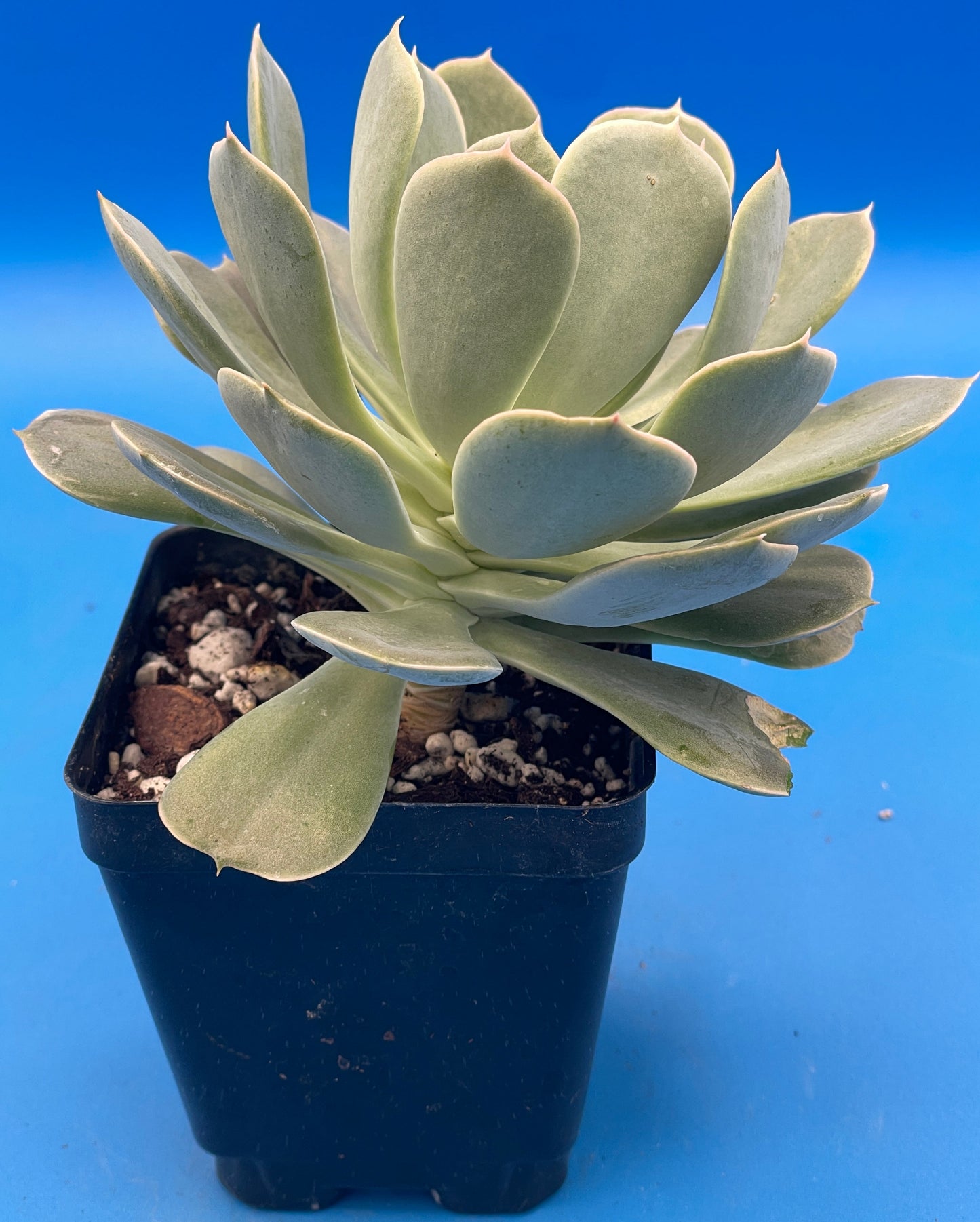 Echeveria Elegans Hens And Chicks Mexican Snowball Makes Lots Of Pups! 3.5" Pot