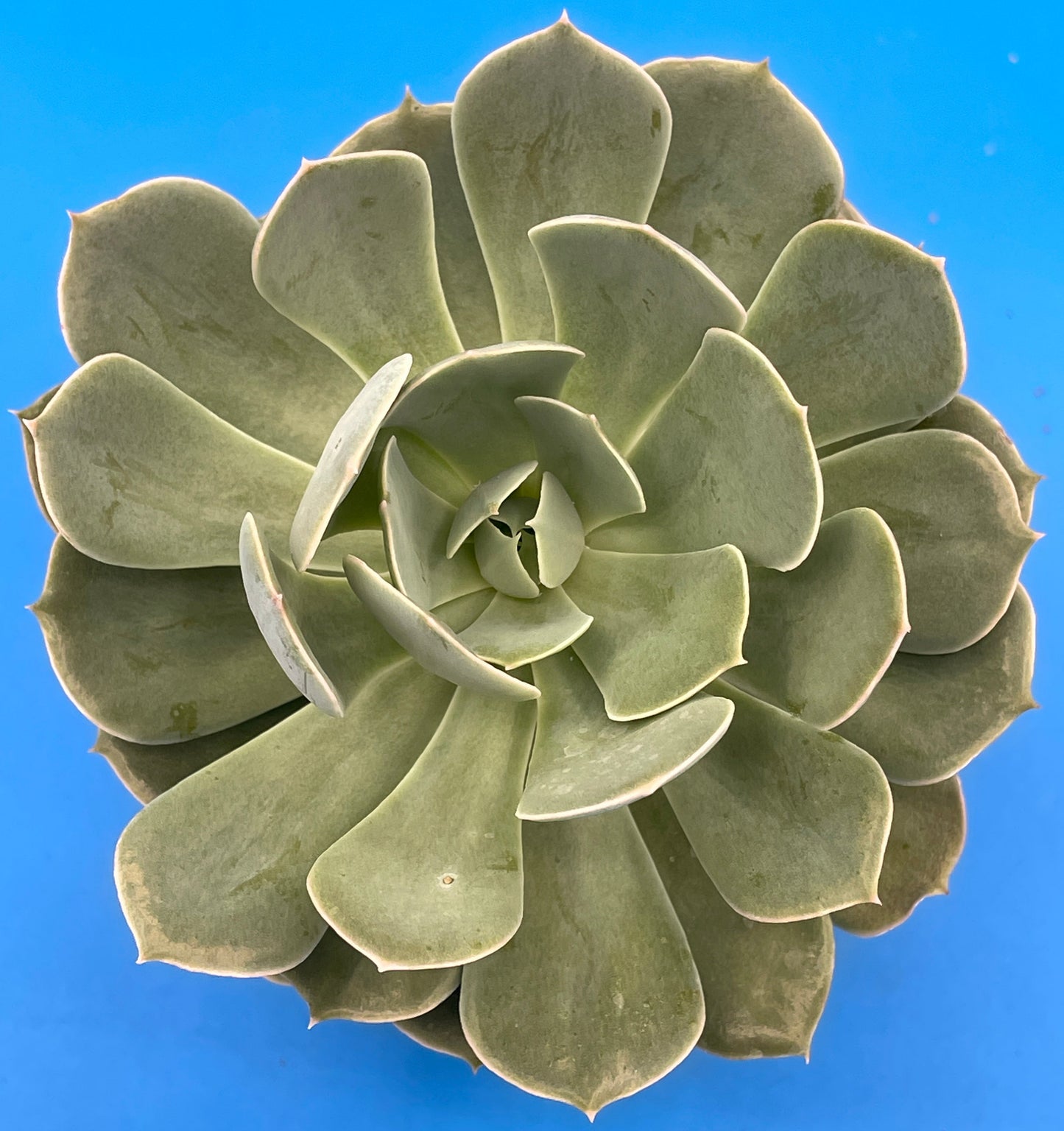 Echeveria Elegans Hens And Chicks Mexican Snowball Makes Lots Of Pups! 3.5" Pot
