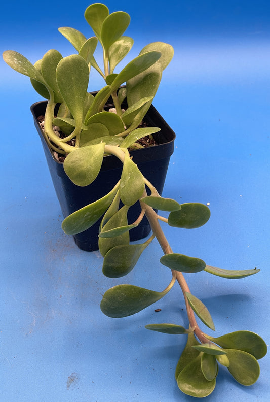 Trailing Jade -Senecio jacobsenii - Ships in 3.5” pot - Read Description - No Shipping To California Or Arizona!