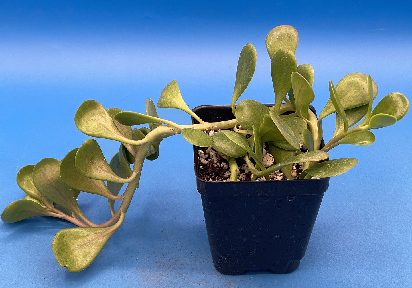 Trailing Jade -Senecio jacobsenii - Ships in 3.5” pot - Read Description - No Shipping To California Or Arizona!