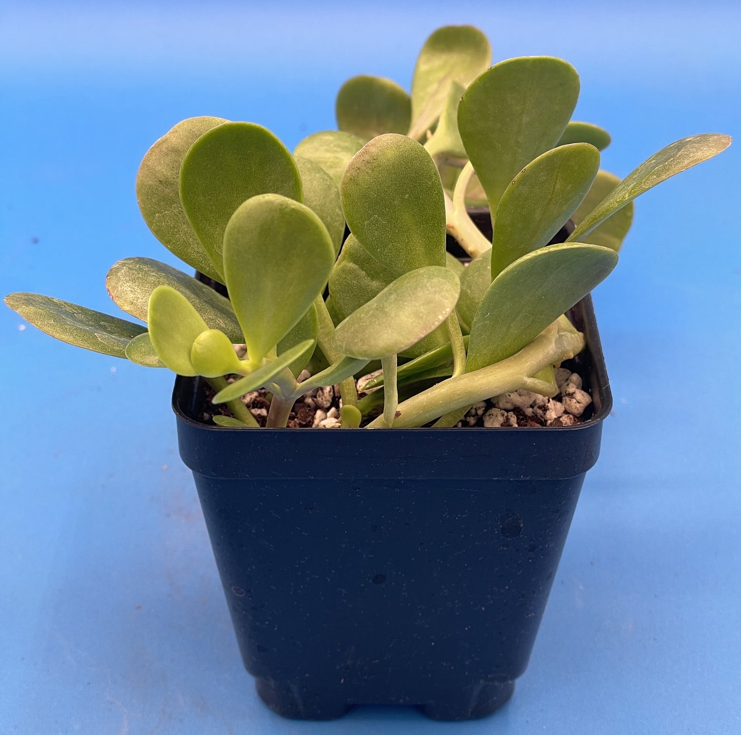 Trailing Jade -Senecio jacobsenii - Ships in 3.5” pot - Read Description - No Shipping To California Or Arizona!