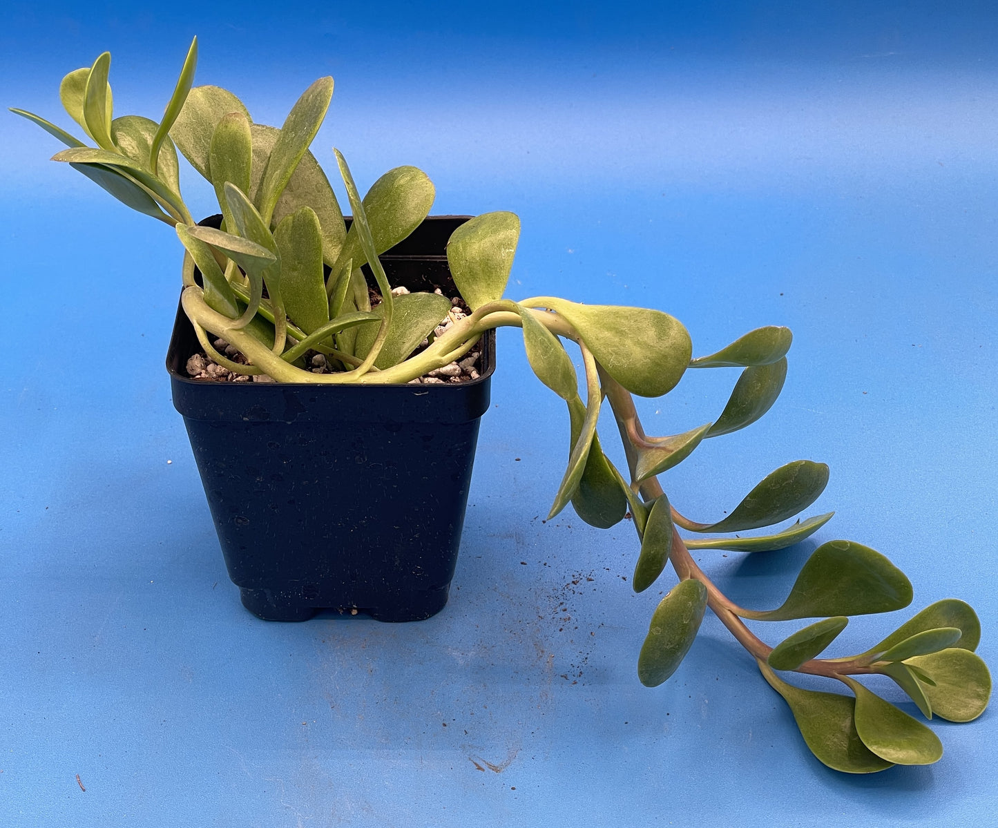 Trailing Jade -Senecio jacobsenii - Ships in 3.5” pot - Read Description - No Shipping To California Or Arizona!