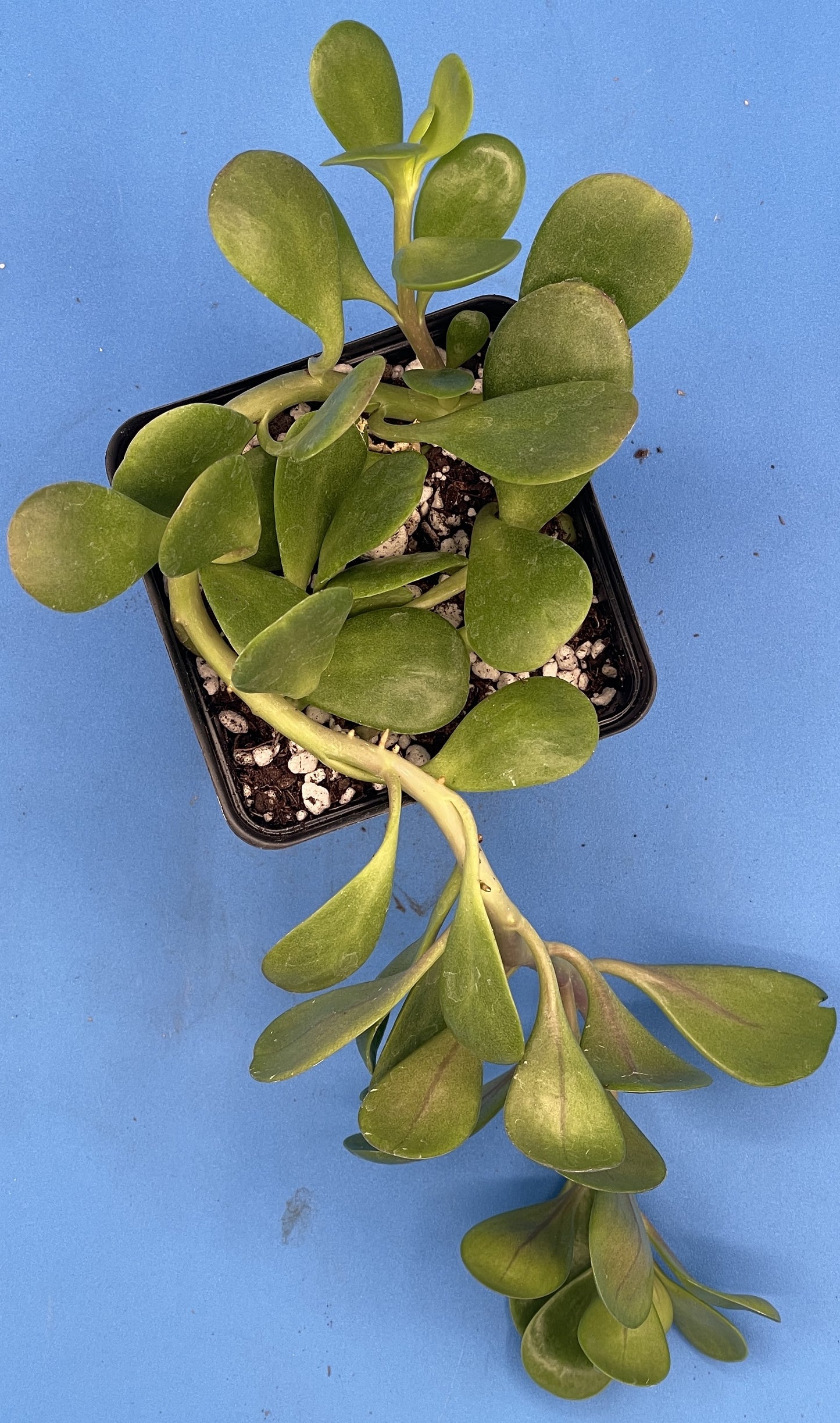 Trailing Jade -Senecio jacobsenii - Ships in 3.5” pot - Read Description - No Shipping To California Or Arizona!