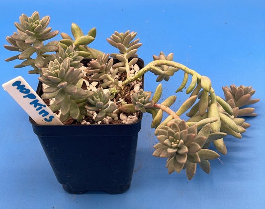 Sedum Hopkins - Ships in 3.5” pot - Rock Gardens, Hanging Baskets, Ground Cover - No Shipping To California Or Arizona!