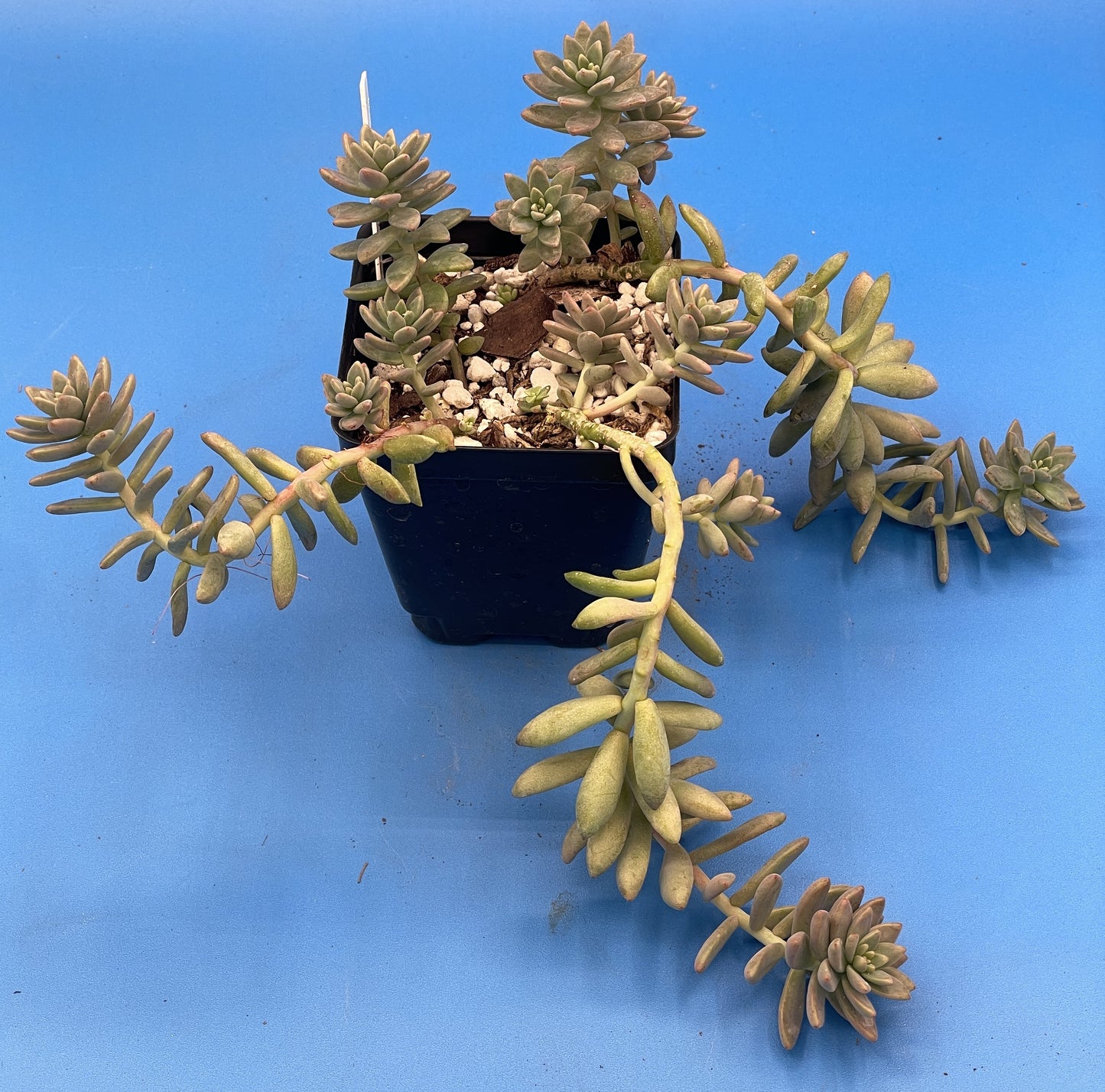 Sedum Hopkins - Ships in 3.5” pot - Rock Gardens, Hanging Baskets, Ground Cover - No Shipping To California Or Arizona!
