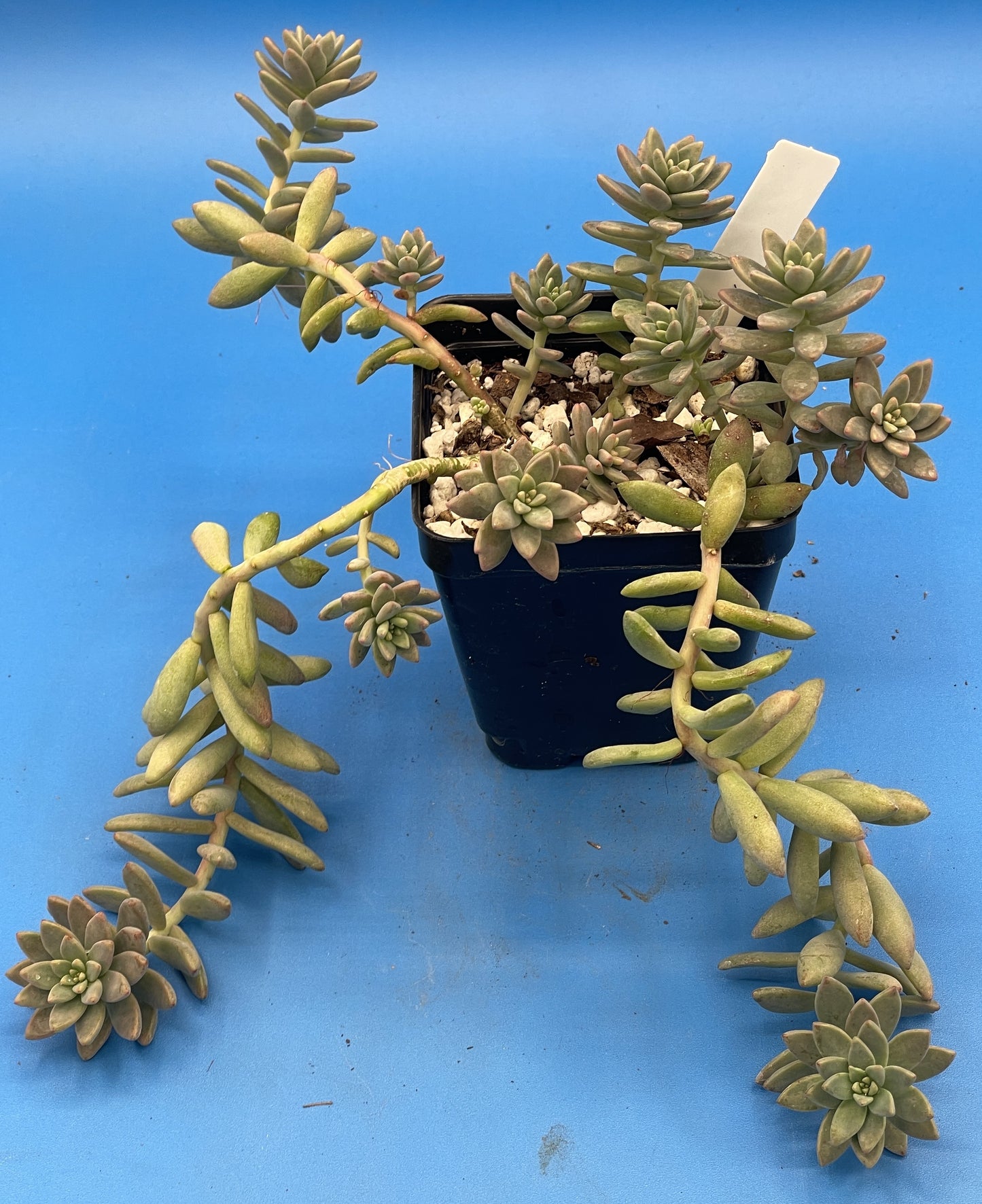 Sedum Hopkins - Ships in 3.5” pot - Rock Gardens, Hanging Baskets, Ground Cover - No Shipping To California Or Arizona!