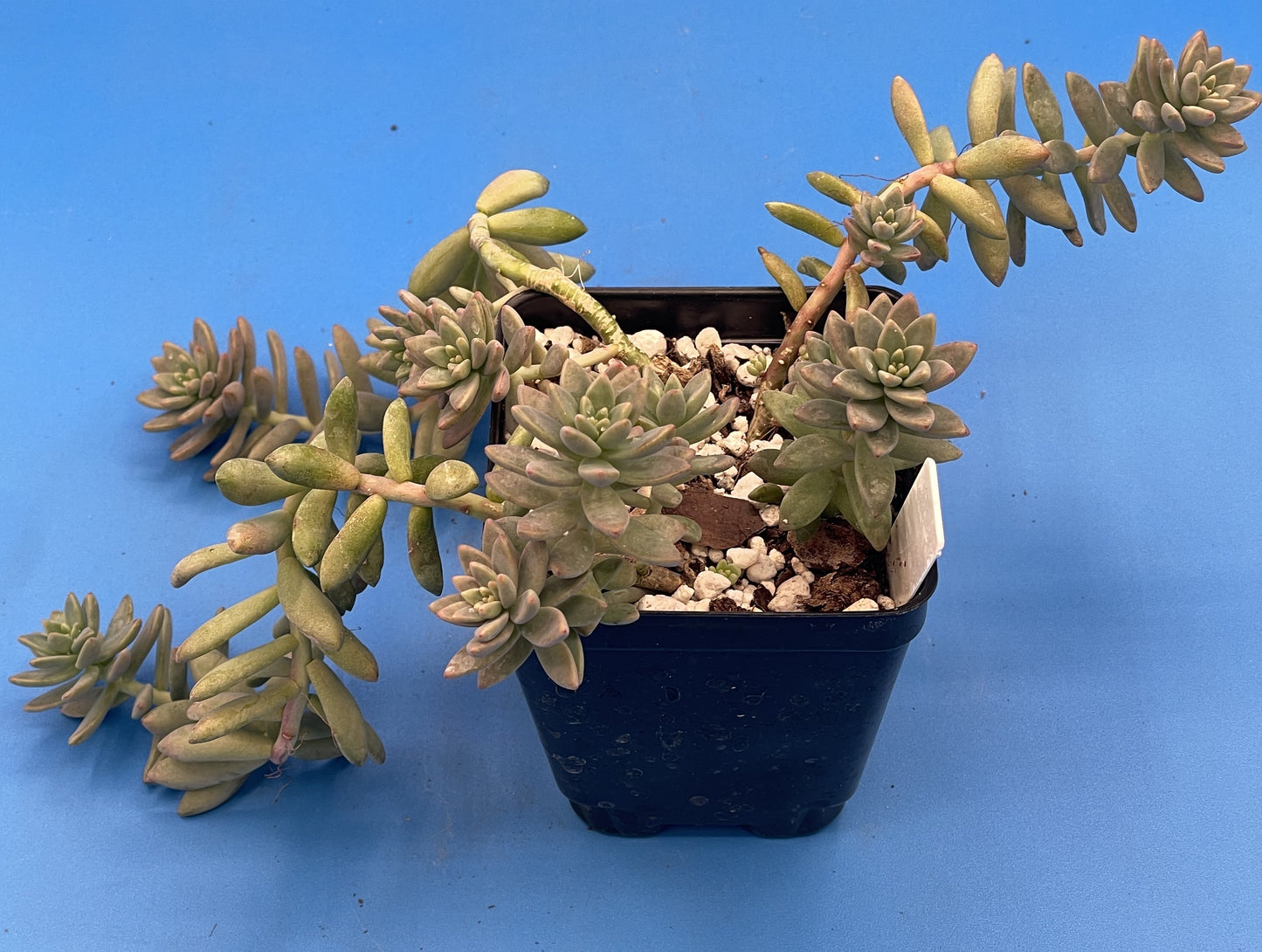 Sedum Hopkins - Ships in 3.5” pot - Rock Gardens, Hanging Baskets, Ground Cover - No Shipping To California Or Arizona!