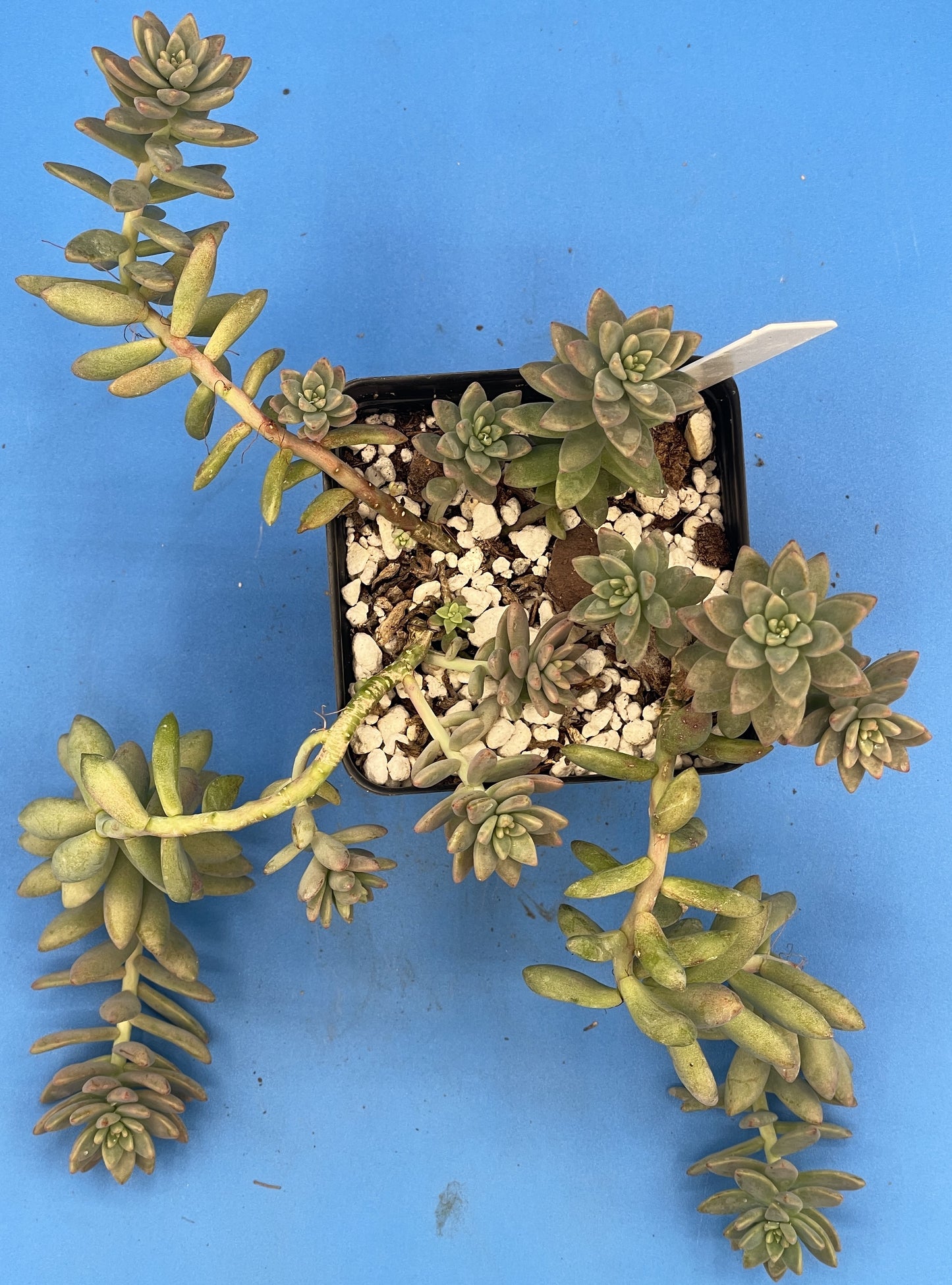 Sedum Hopkins - Ships in 3.5” pot - Rock Gardens, Hanging Baskets, Ground Cover - No Shipping To California Or Arizona!