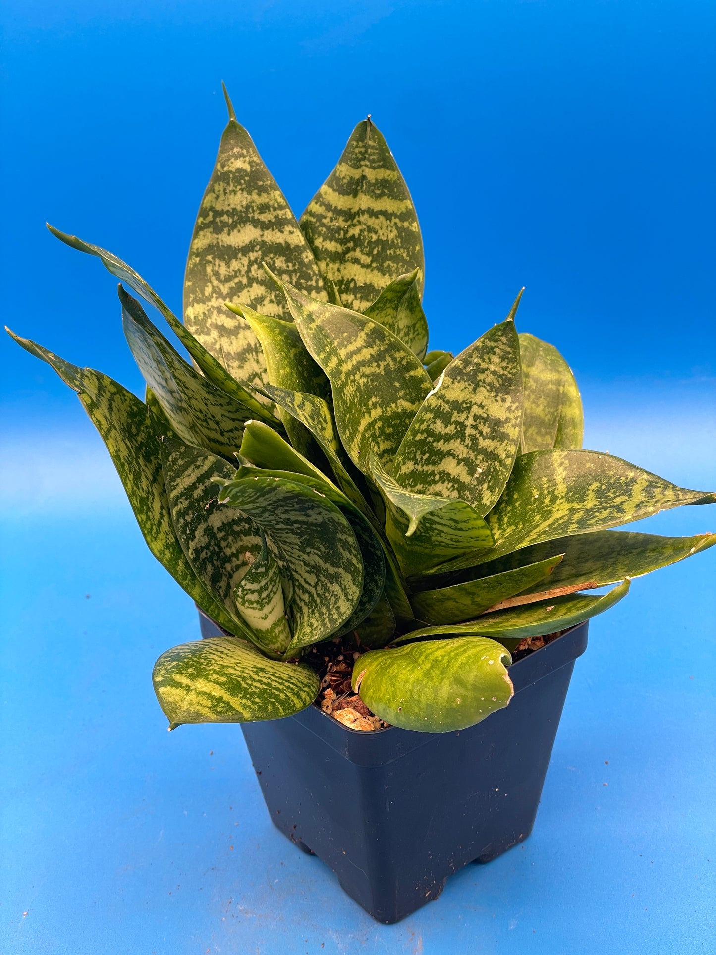 Bird's Nest Sanserveria Sanserveria Trifasciata Hahnii Super Healthy 3.5" Pot