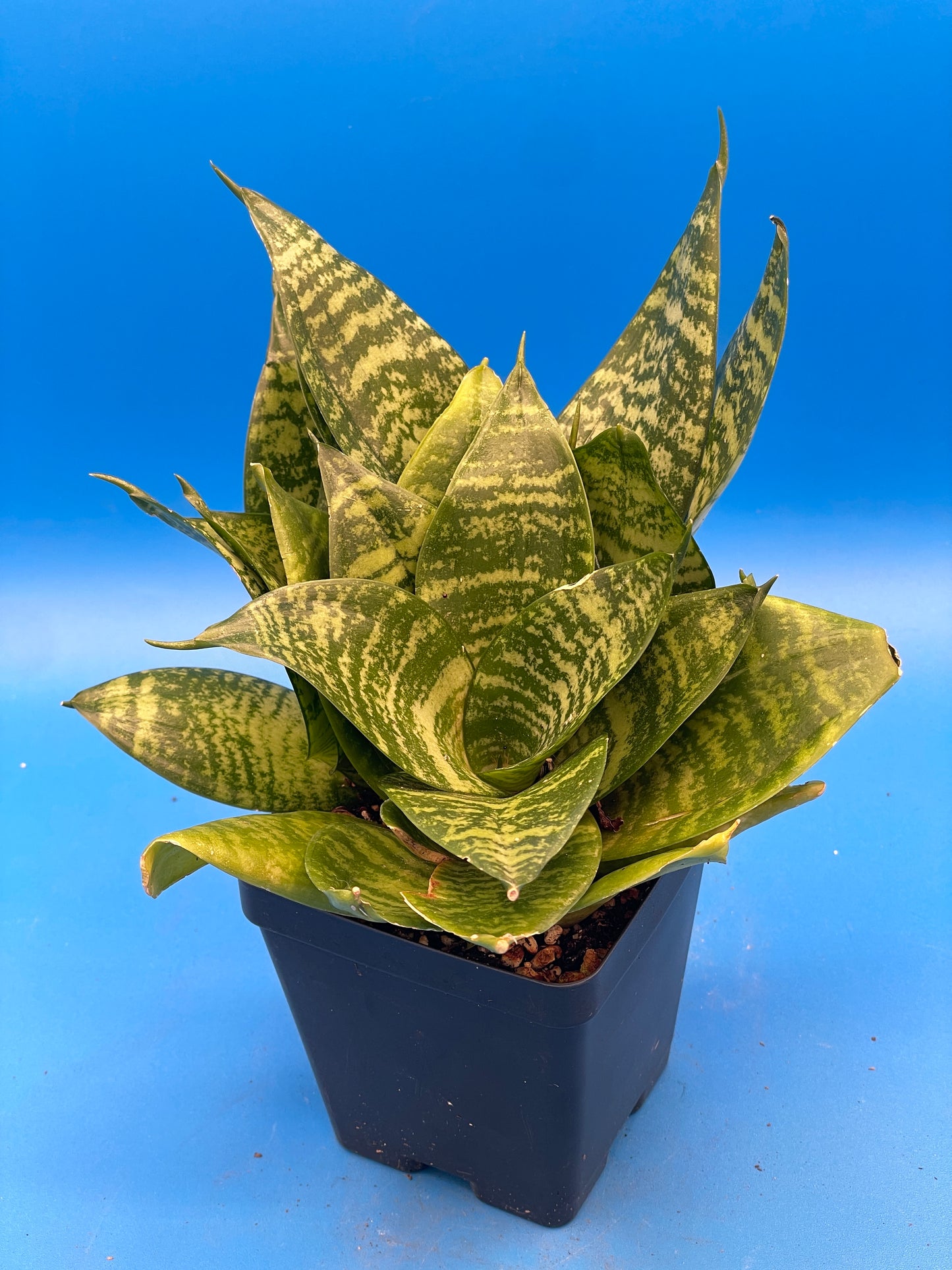 Bird's Nest Sanserveria Sanserveria Trifasciata Hahnii Super Healthy 3.5" Pot