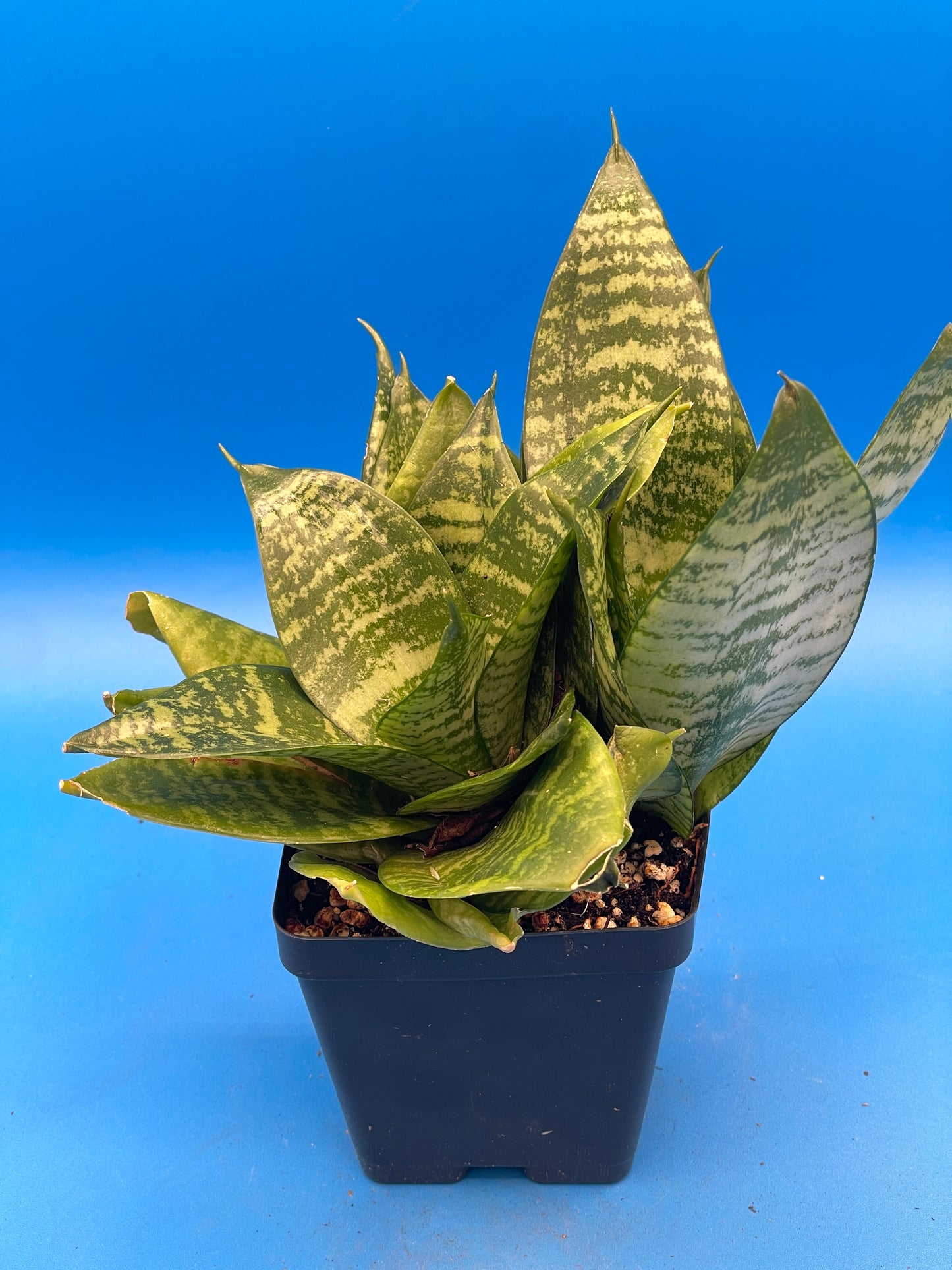 Bird's Nest Sanserveria Sanserveria Trifasciata Hahnii Super Healthy 3.5" Pot