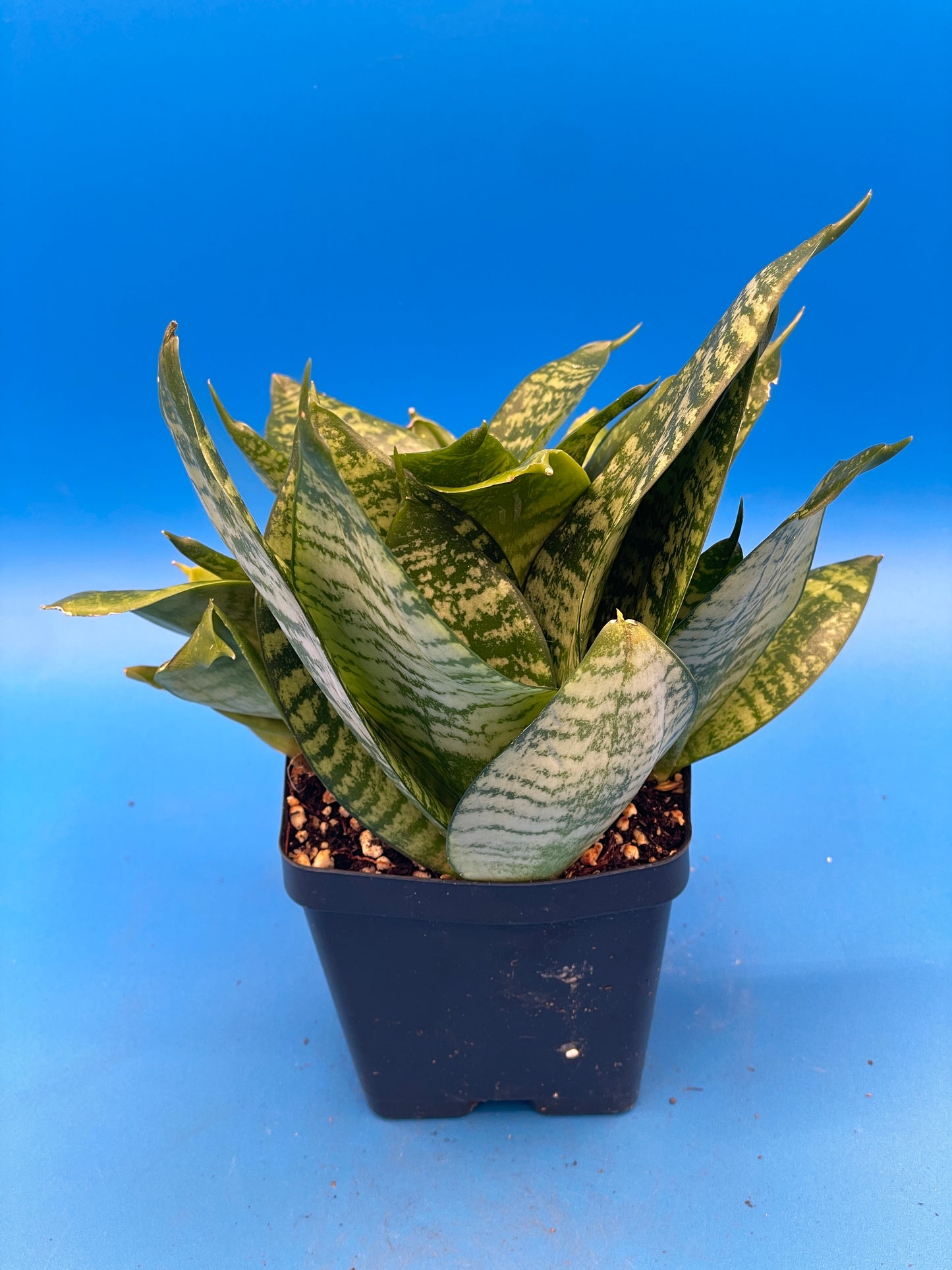 Bird's Nest Sanserveria Sanserveria Trifasciata Hahnii Super Healthy 3.5" Pot