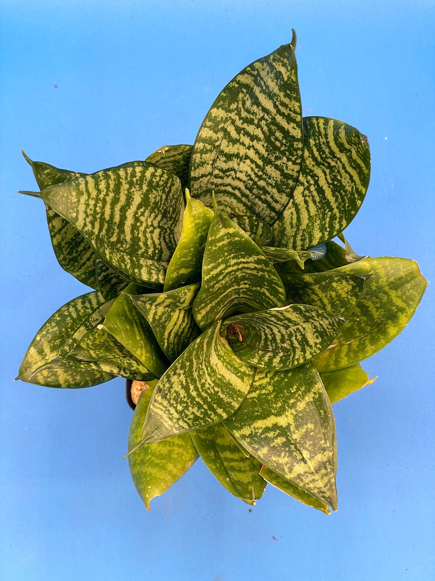 Bird's Nest Sanserveria Sanserveria Trifasciata Hahnii Super Healthy 3.5" Pot