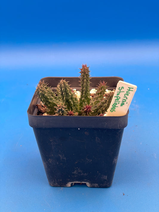 Huernia Stapelioides Hybrid - 3.5 Inch Potted Plant WELL ROOTED - Cannot Ship To California Or Arizona