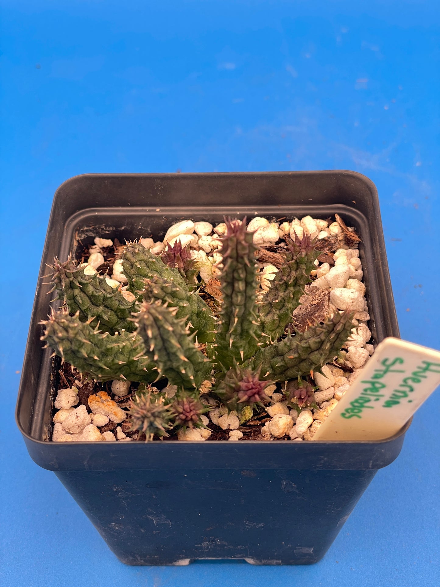 Huernia Stapelioides Hybrid - 3.5 Inch Potted Plant WELL ROOTED - Cannot Ship To California Or Arizona