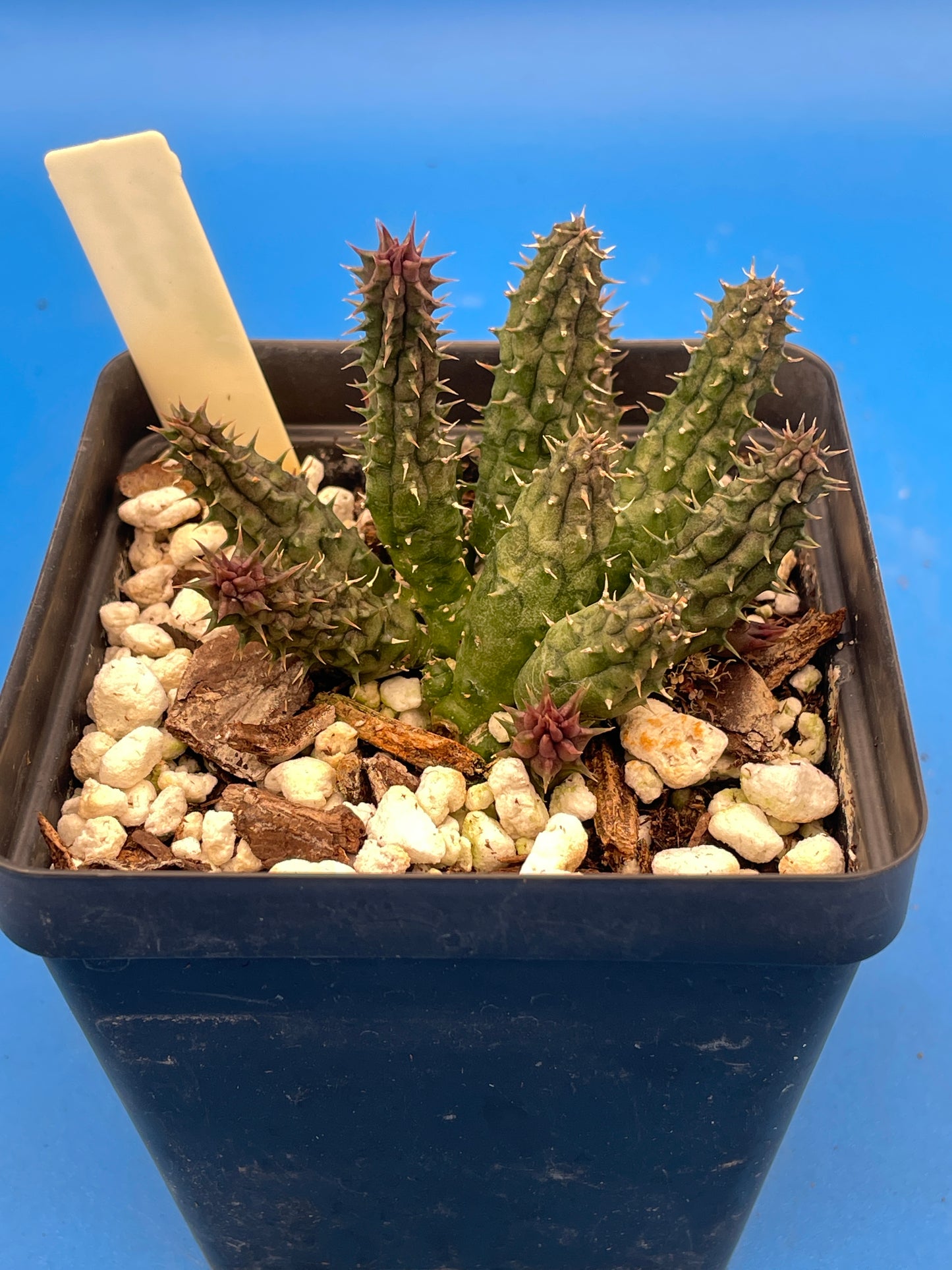 Huernia Stapelioides Hybrid - 3.5 Inch Potted Plant WELL ROOTED - Cannot Ship To California Or Arizona