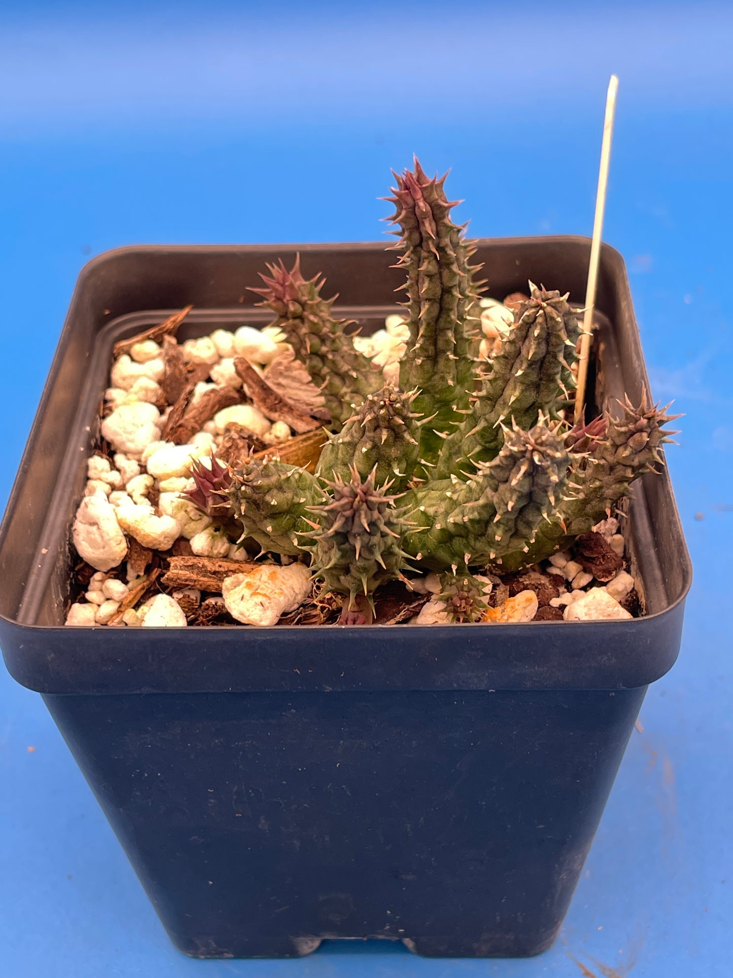 Huernia Stapelioides Hybrid - 3.5 Inch Potted Plant WELL ROOTED - Cannot Ship To California Or Arizona
