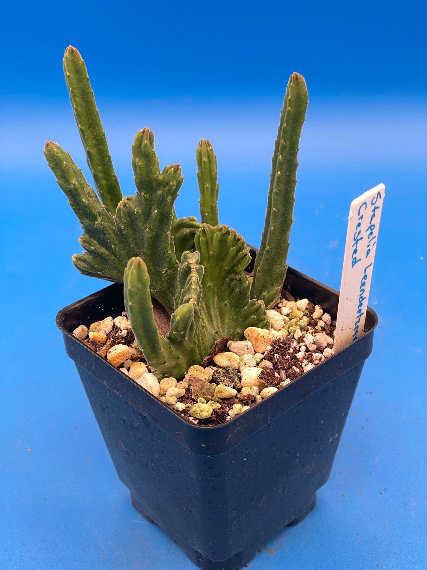 Crested Stapelia Leendertziae - Black Bells - 3.5 Inch Potted Plant WELL ROOTED