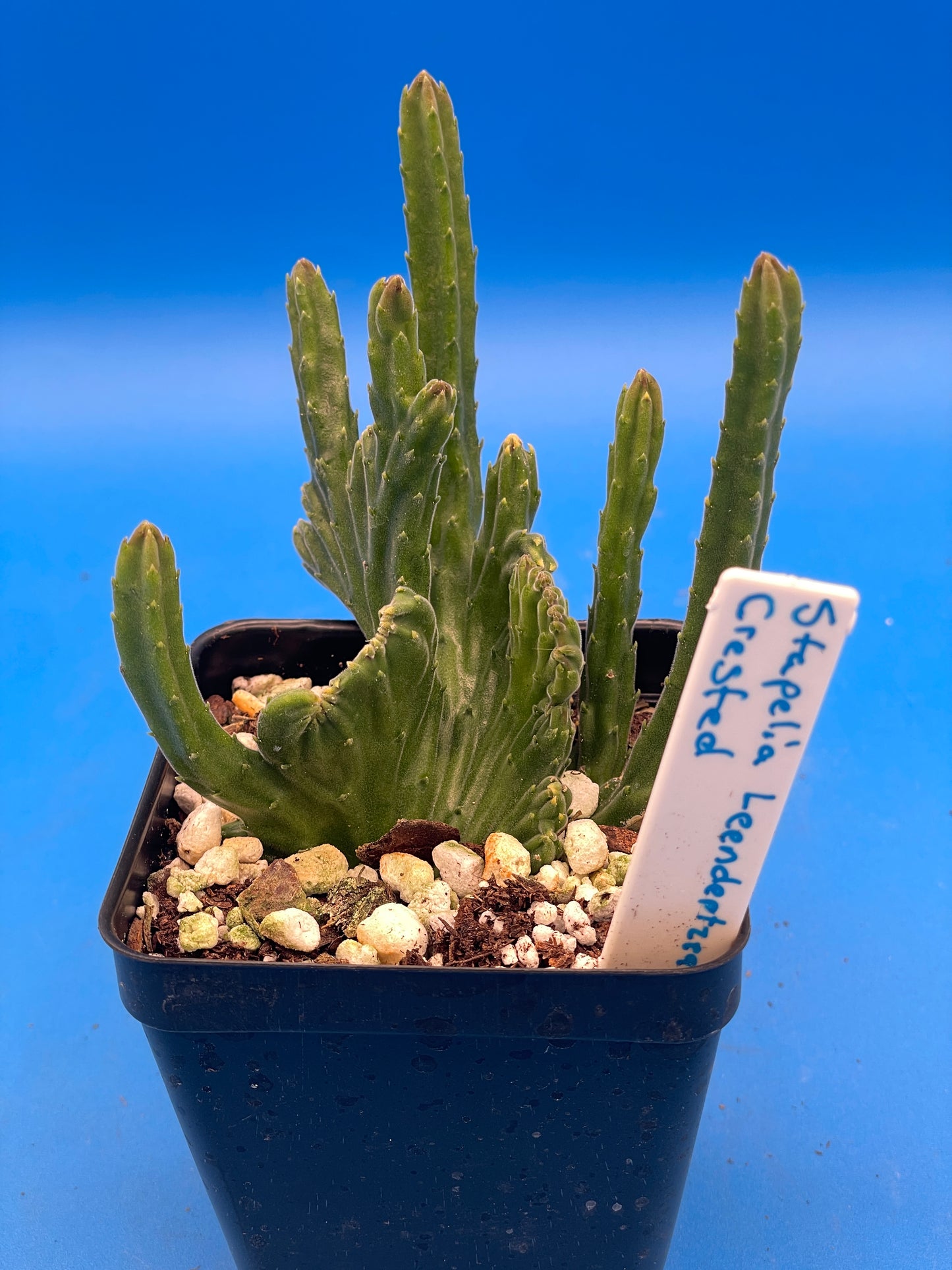Crested Stapelia Leendertziae - Black Bells - 3.5 Inch Potted Plant WELL ROOTED