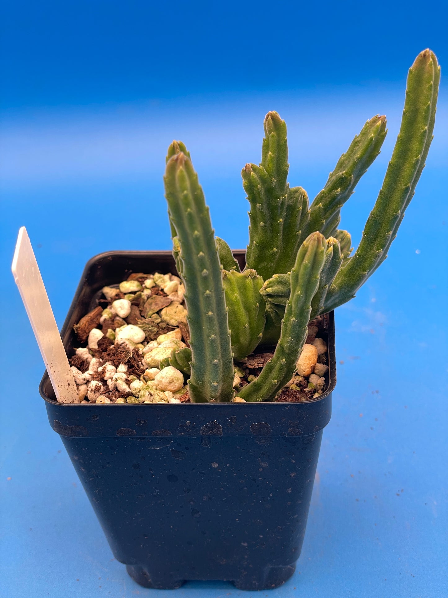 Crested Stapelia Leendertziae - Black Bells - 3.5 Inch Potted Plant WELL ROOTED