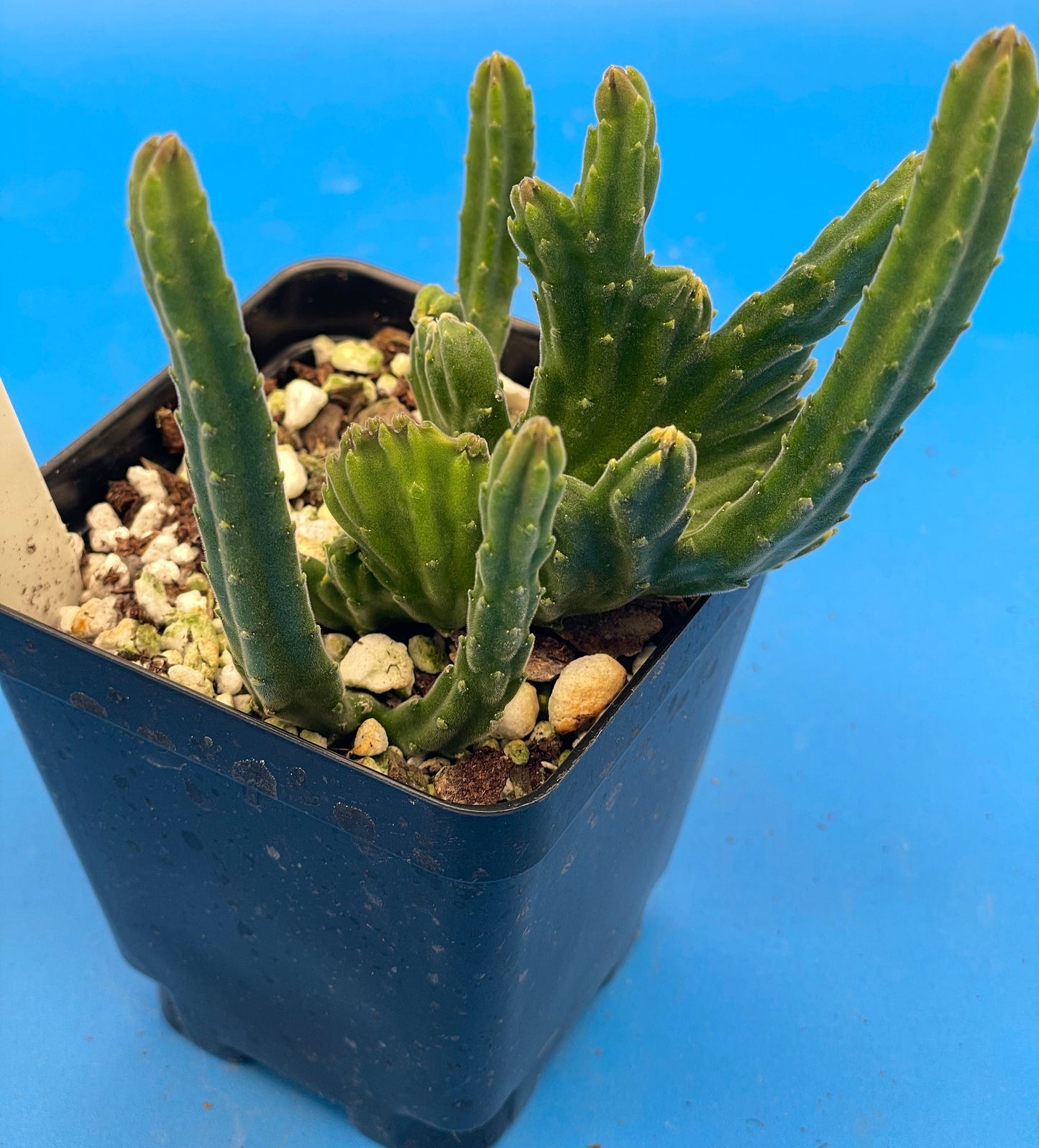 Crested Stapelia Leendertziae - Black Bells - 3.5 Inch Potted Plant WELL ROOTED