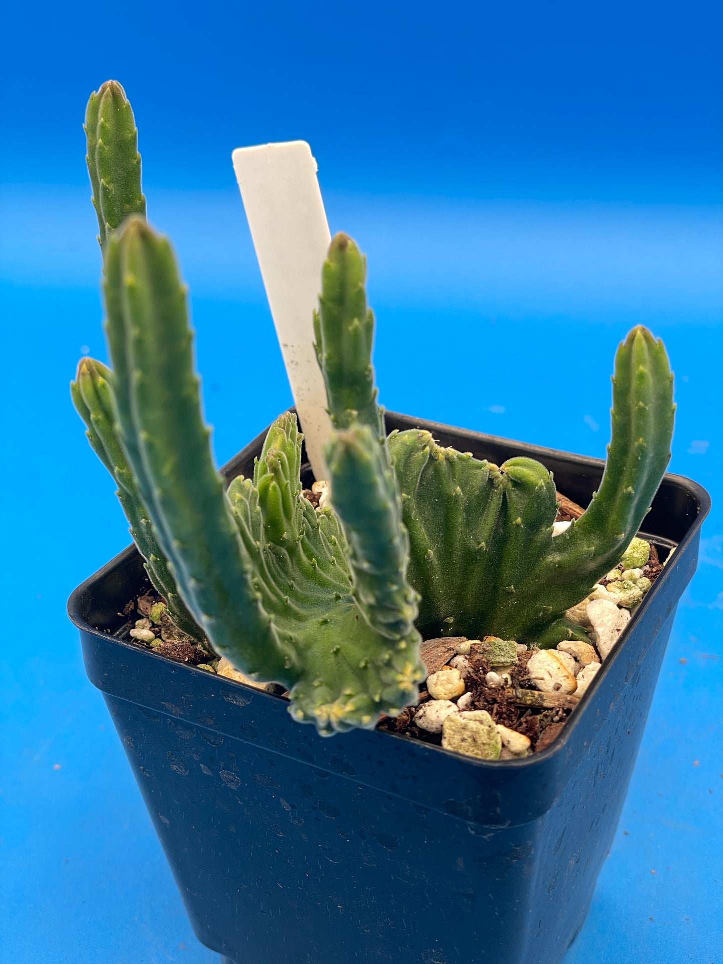 Crested Stapelia Leendertziae - Black Bells - 3.5 Inch Potted Plant WELL ROOTED