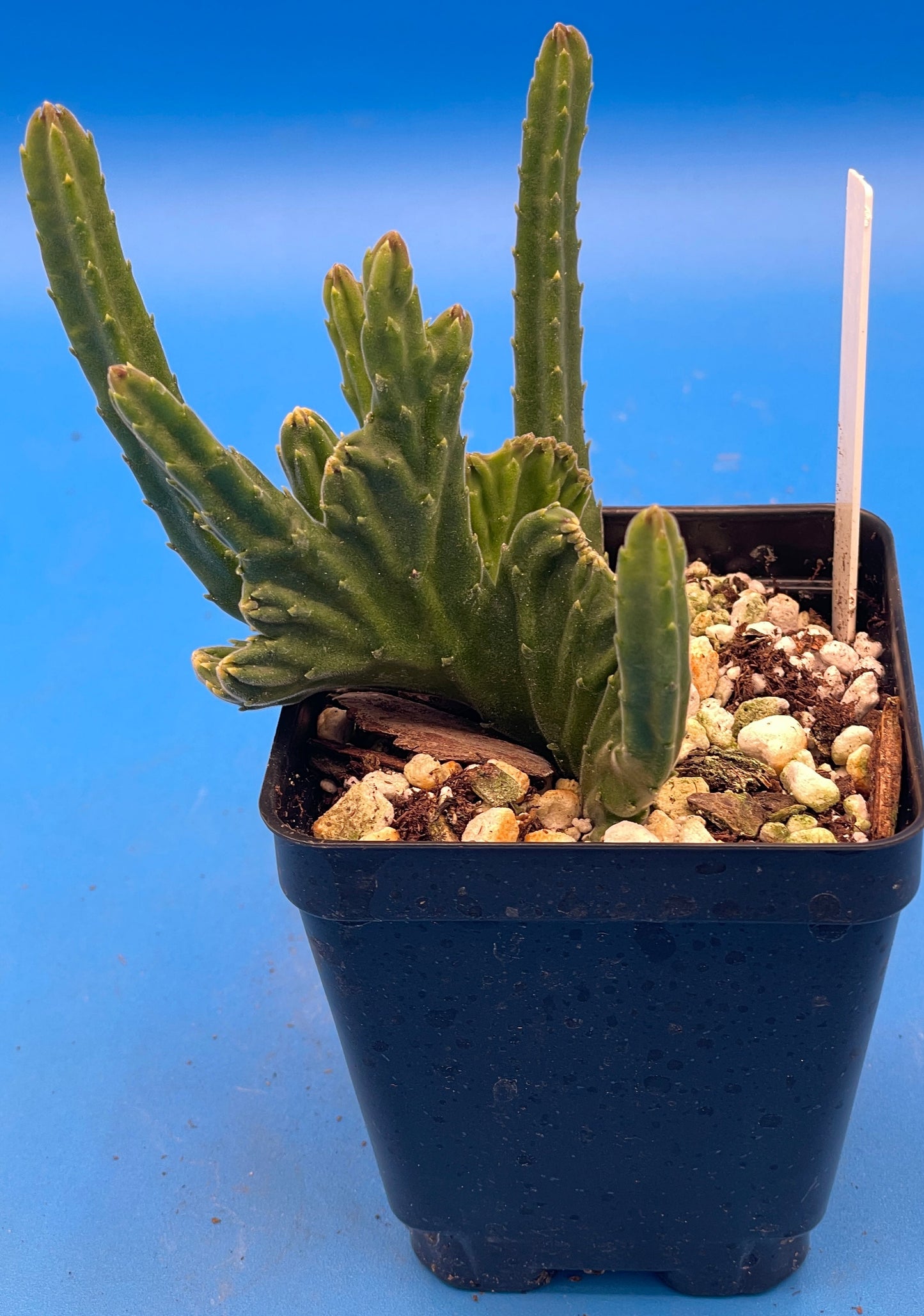 Crested Stapelia Leendertziae - Black Bells - 3.5 Inch Potted Plant WELL ROOTED