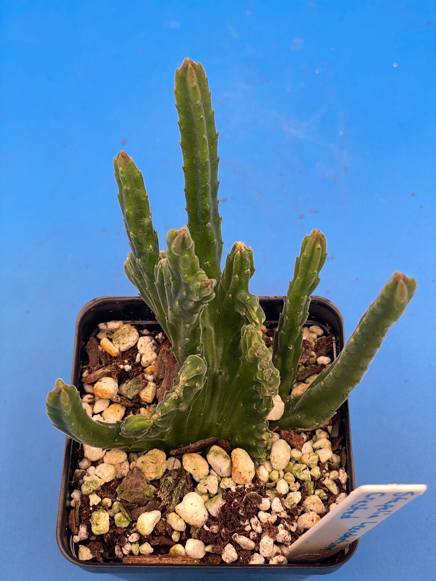 Crested Stapelia Leendertziae - Black Bells - 3.5 Inch Potted Plant WELL ROOTED