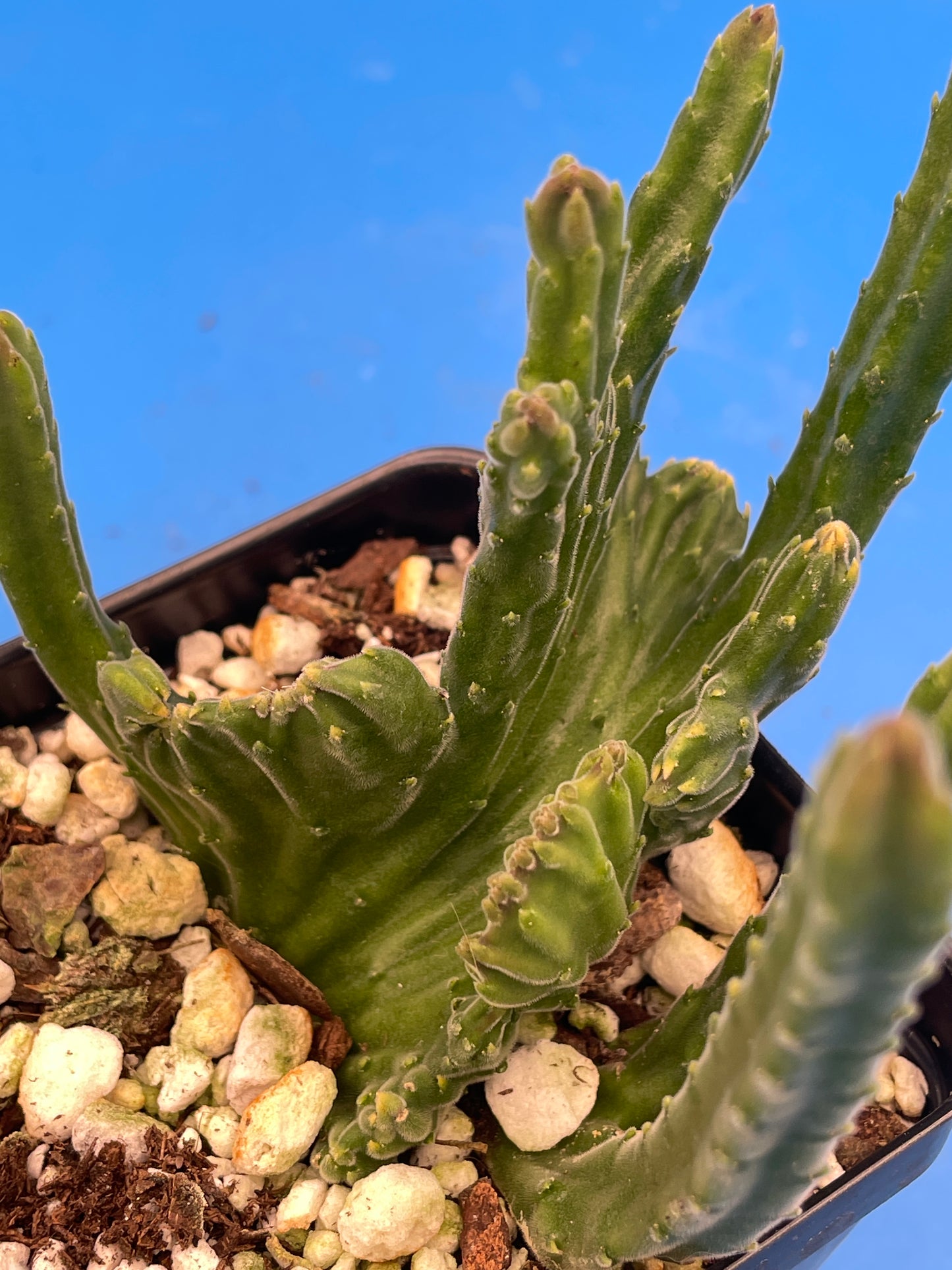 Crested Stapelia Leendertziae - Black Bells - 3.5 Inch Potted Plant WELL ROOTED