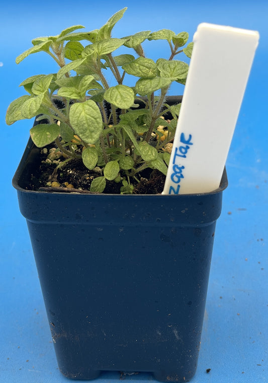 Zaatar Starter Plant - Origanum Syriacum - No Shipping To California Or Arizona!