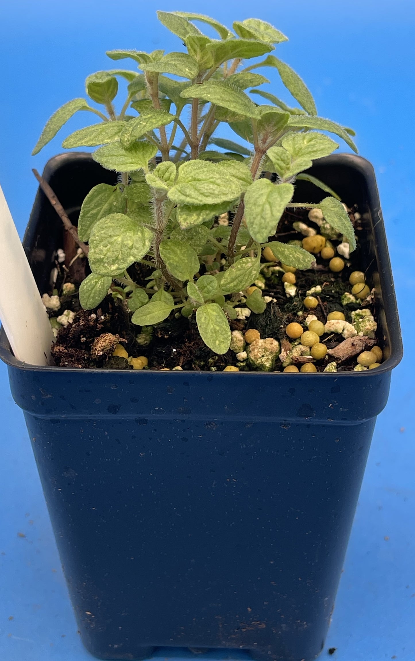 Zaatar Starter Plant - Origanum Syriacum - No Shipping To California Or Arizona!