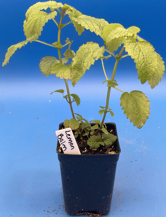 Lemon Balm Starter Plant - Melissa officinalis - No Shipping To California Or Arizona!
